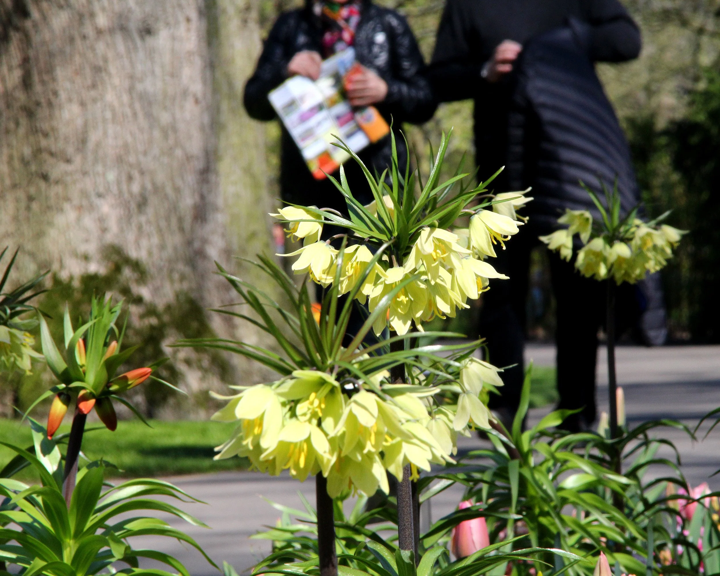 Fritillaria 'Raddeana' - Image 7