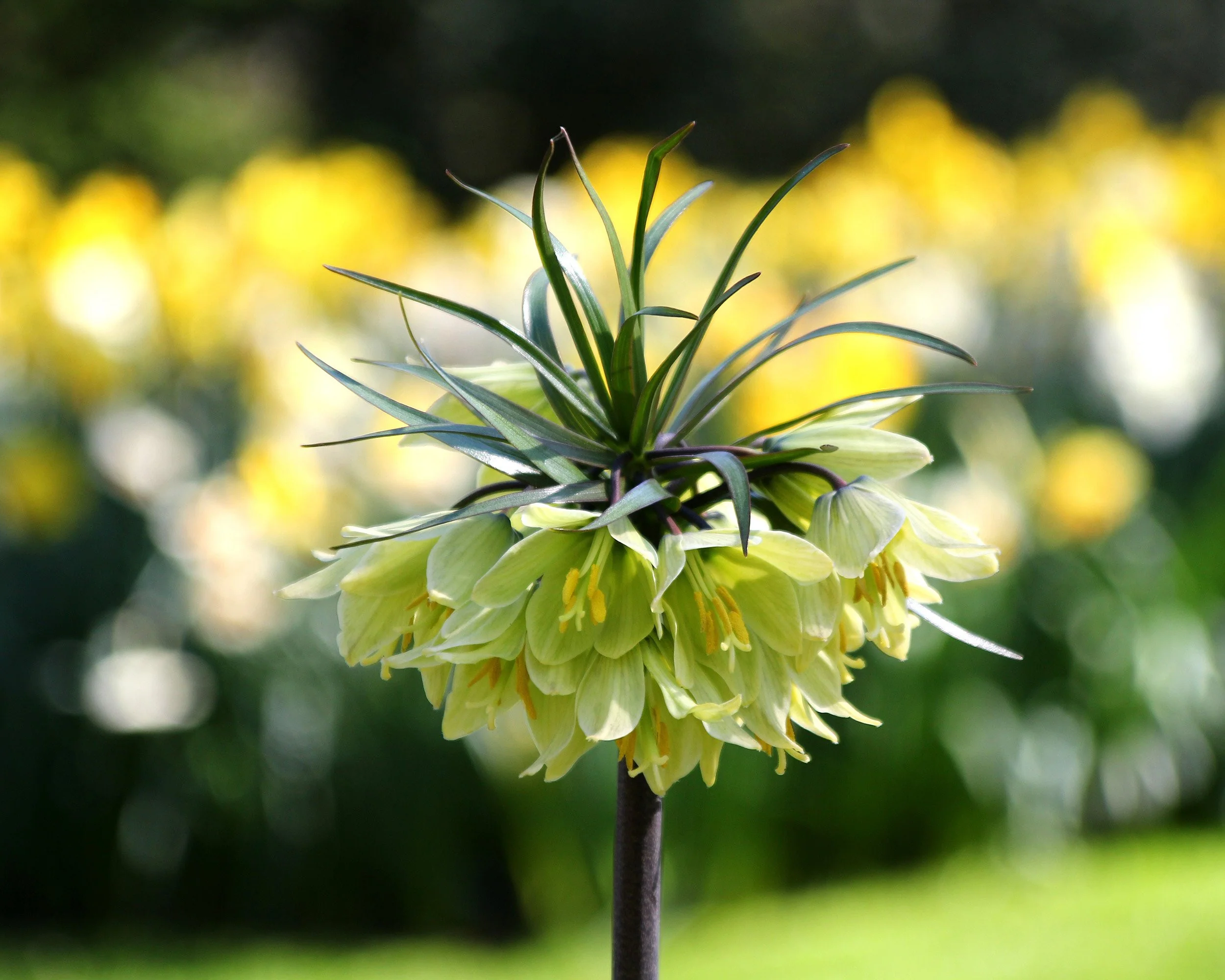 Fritillaria 'Raddeana' - Image 8