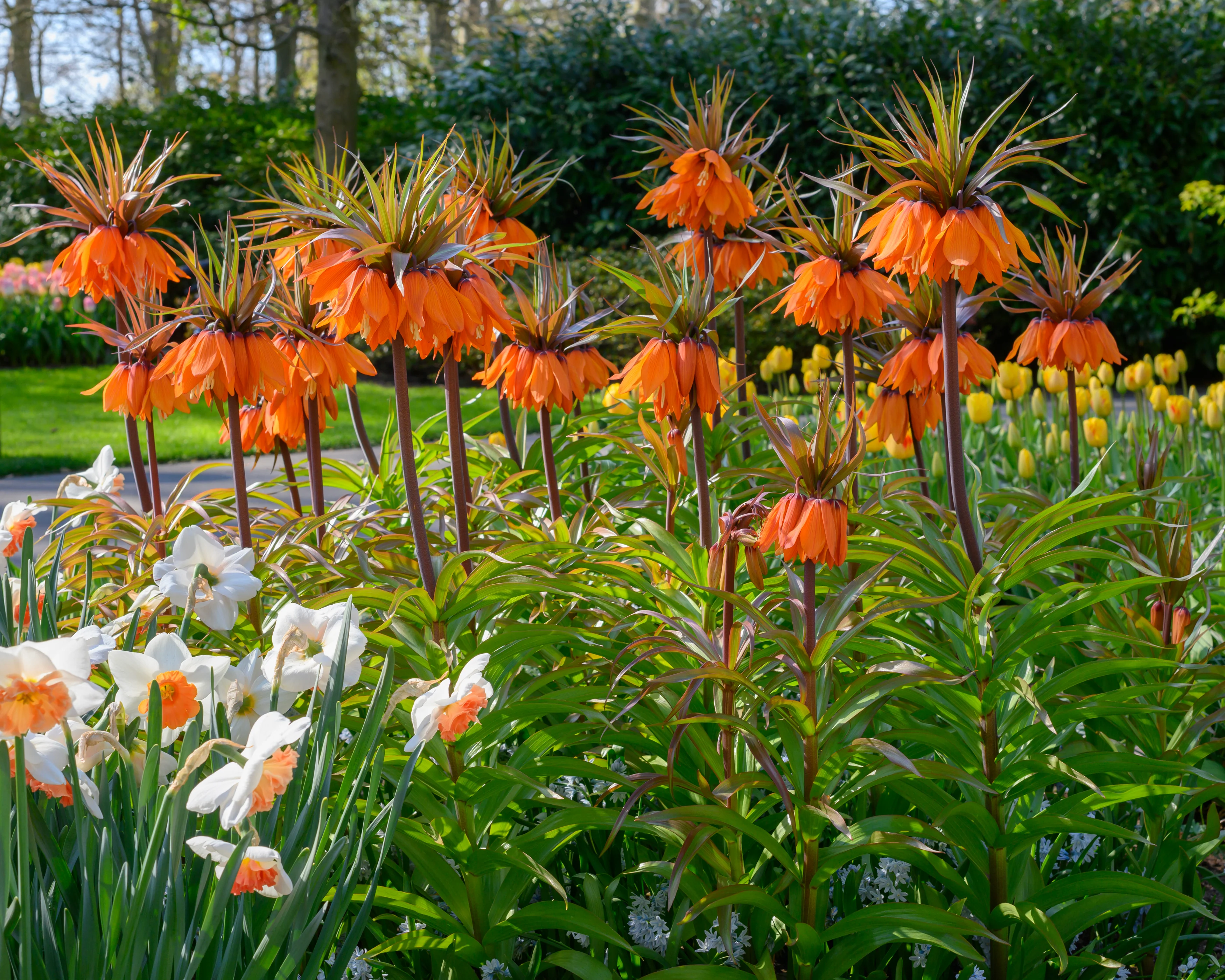 Fritillaria 'Sunset' - Image 4