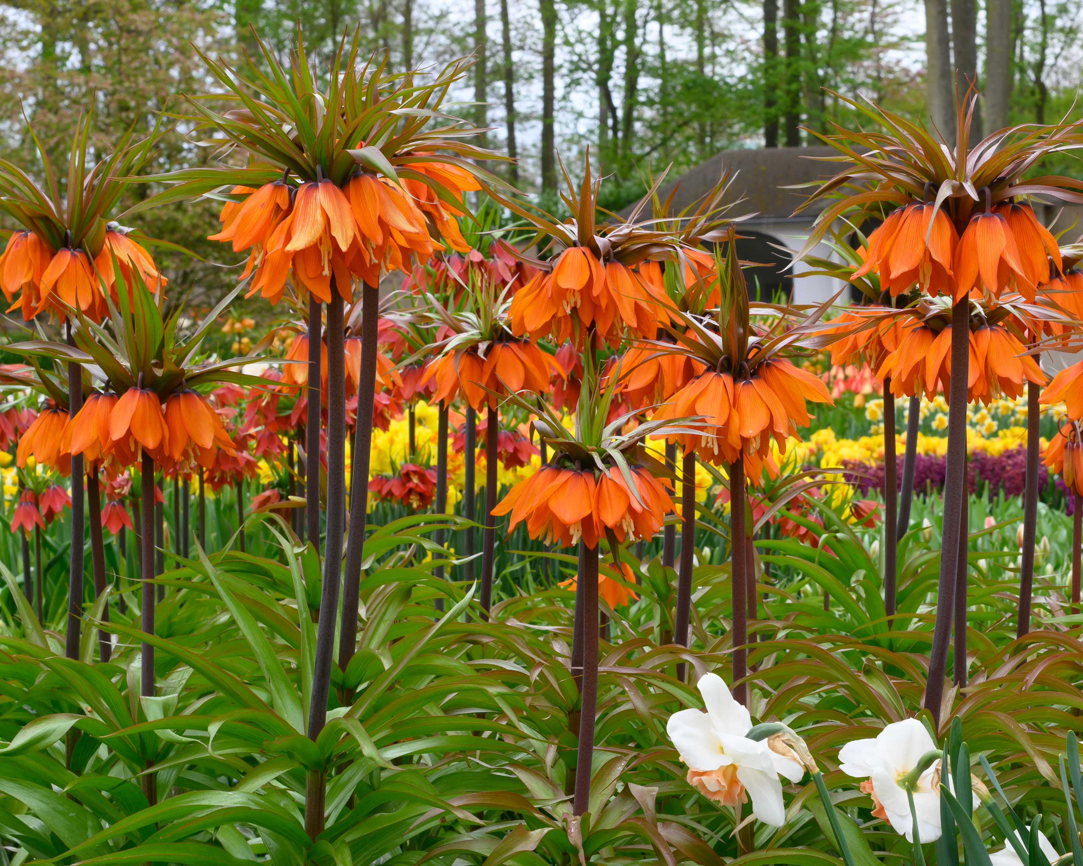 Fritillaria 'Sunset' - Image 6