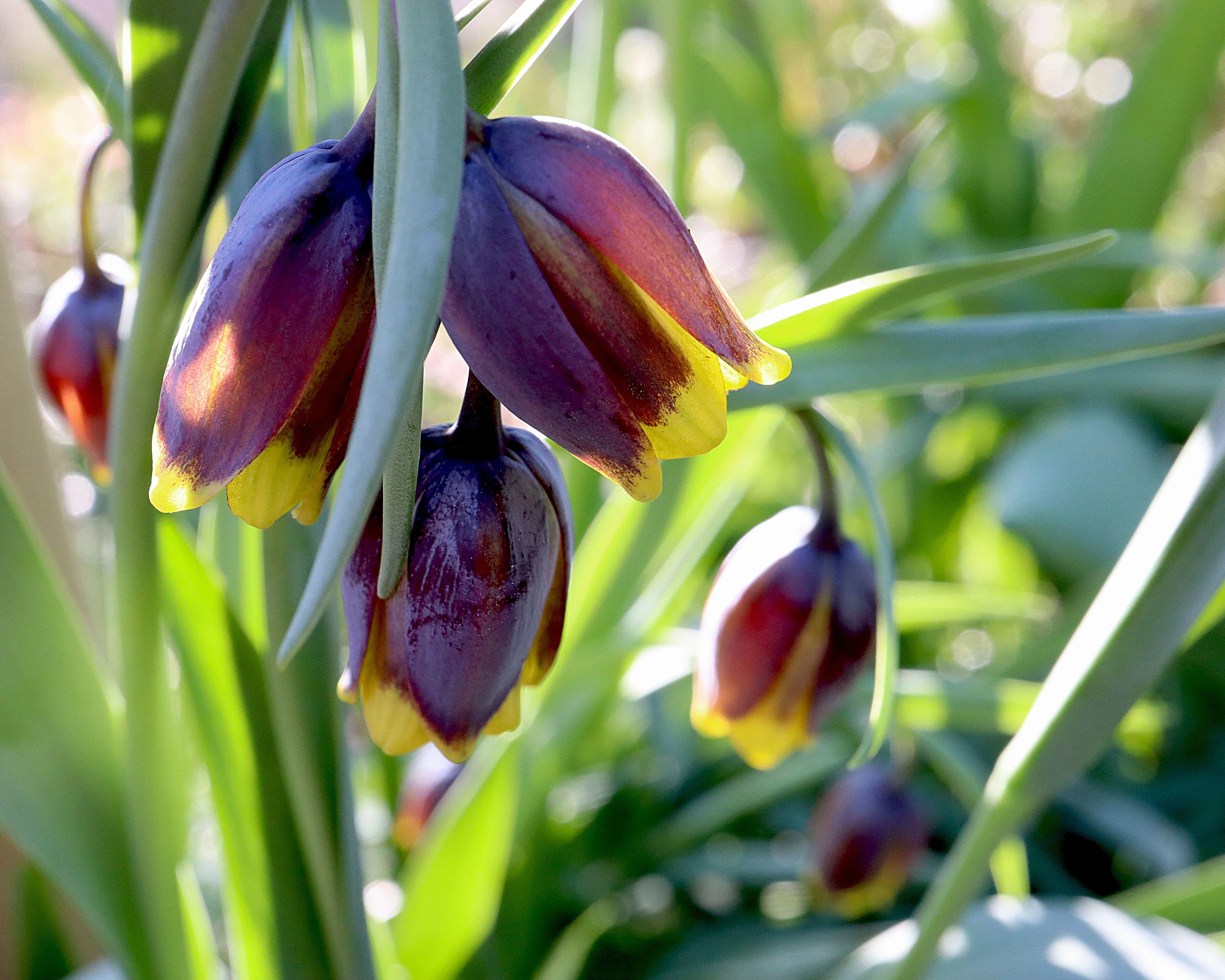 Fritillaria uva-vulpis - Image 10