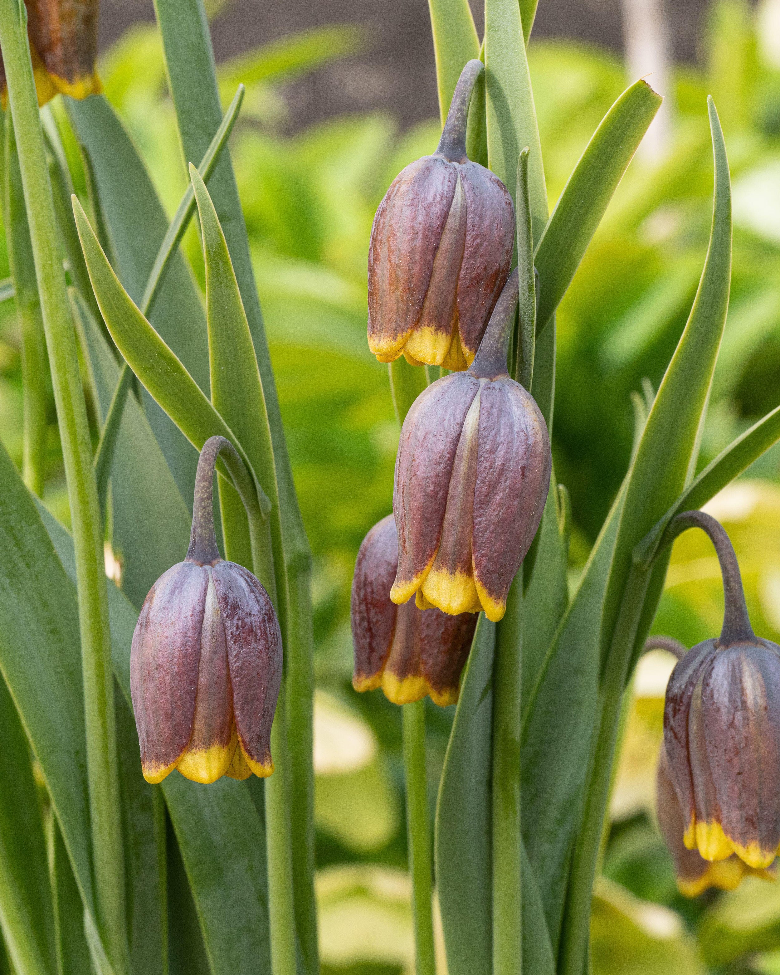 Fritillaria uva-vulpis - Image 2