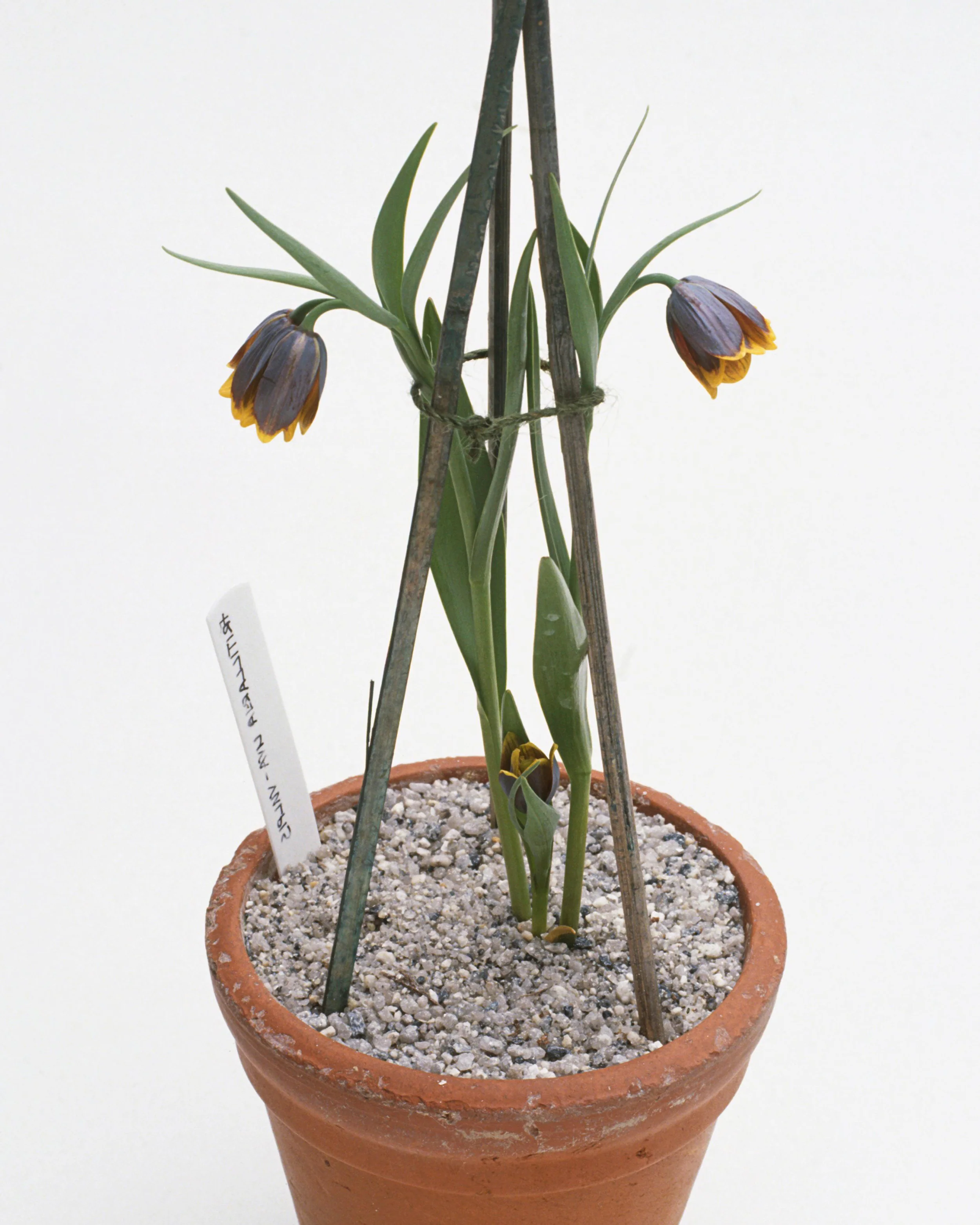 Fritillaria uva-vulpis - Image 7