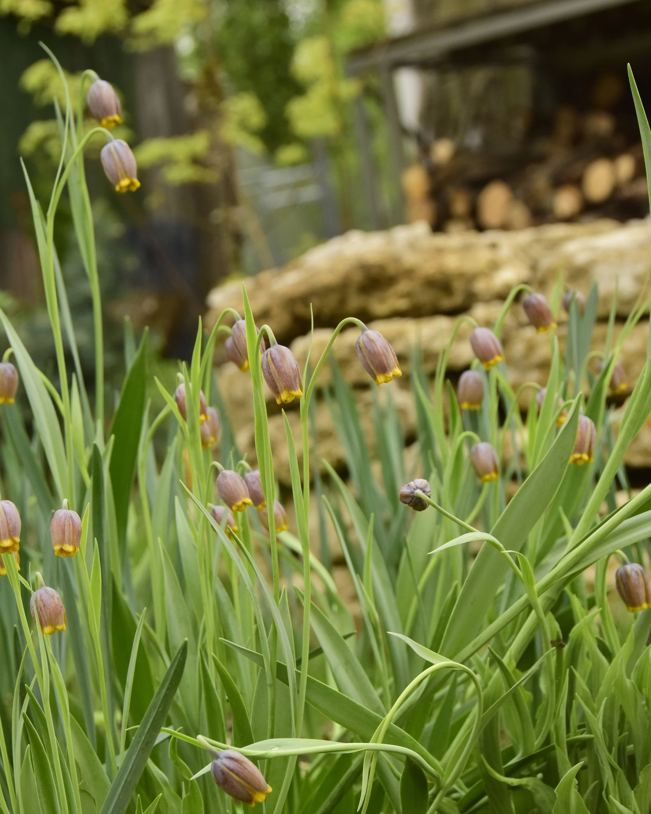 Fritillaria uva-vulpis - Image 8