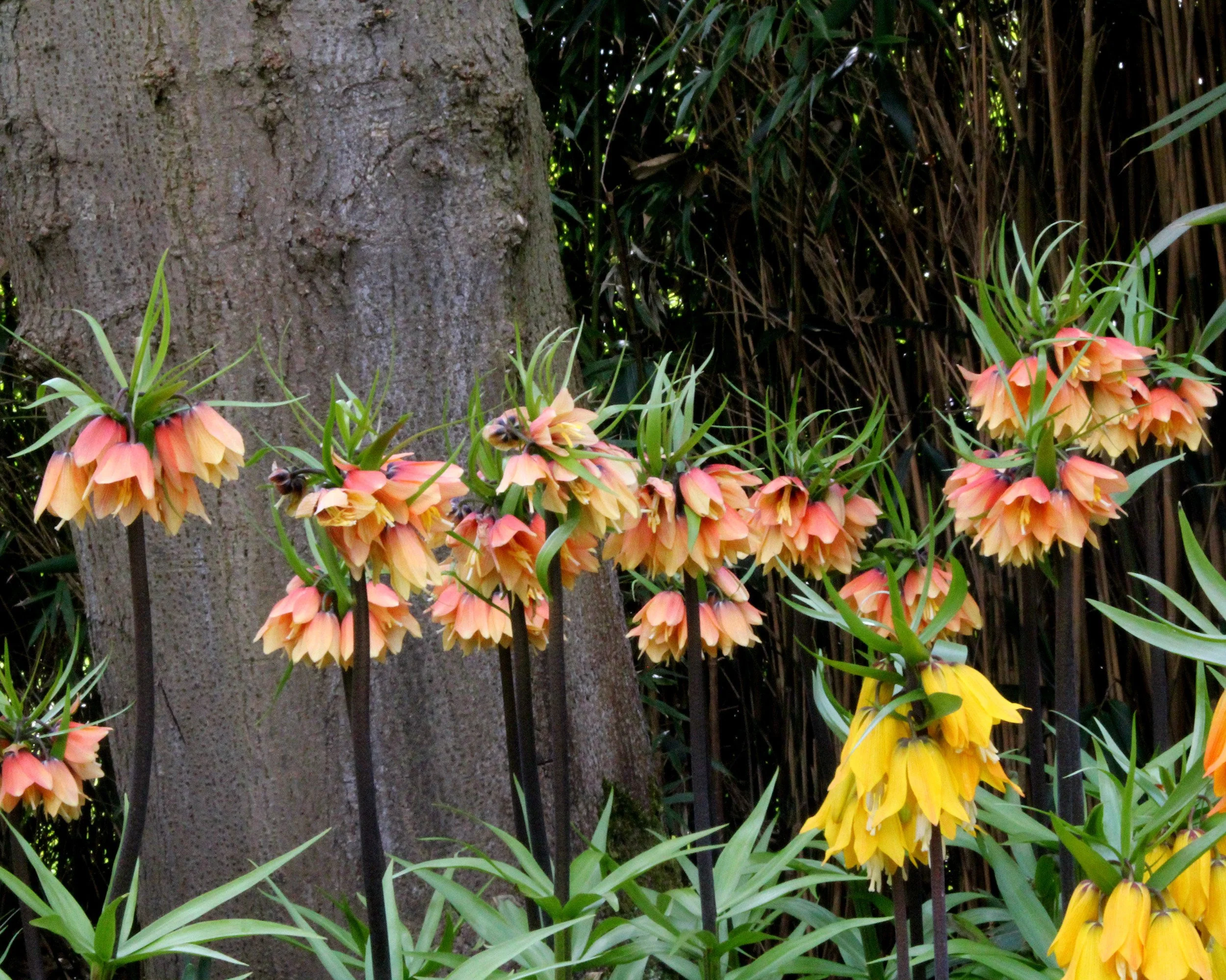 Fritillaria 'Early Fantasy' - Image 3