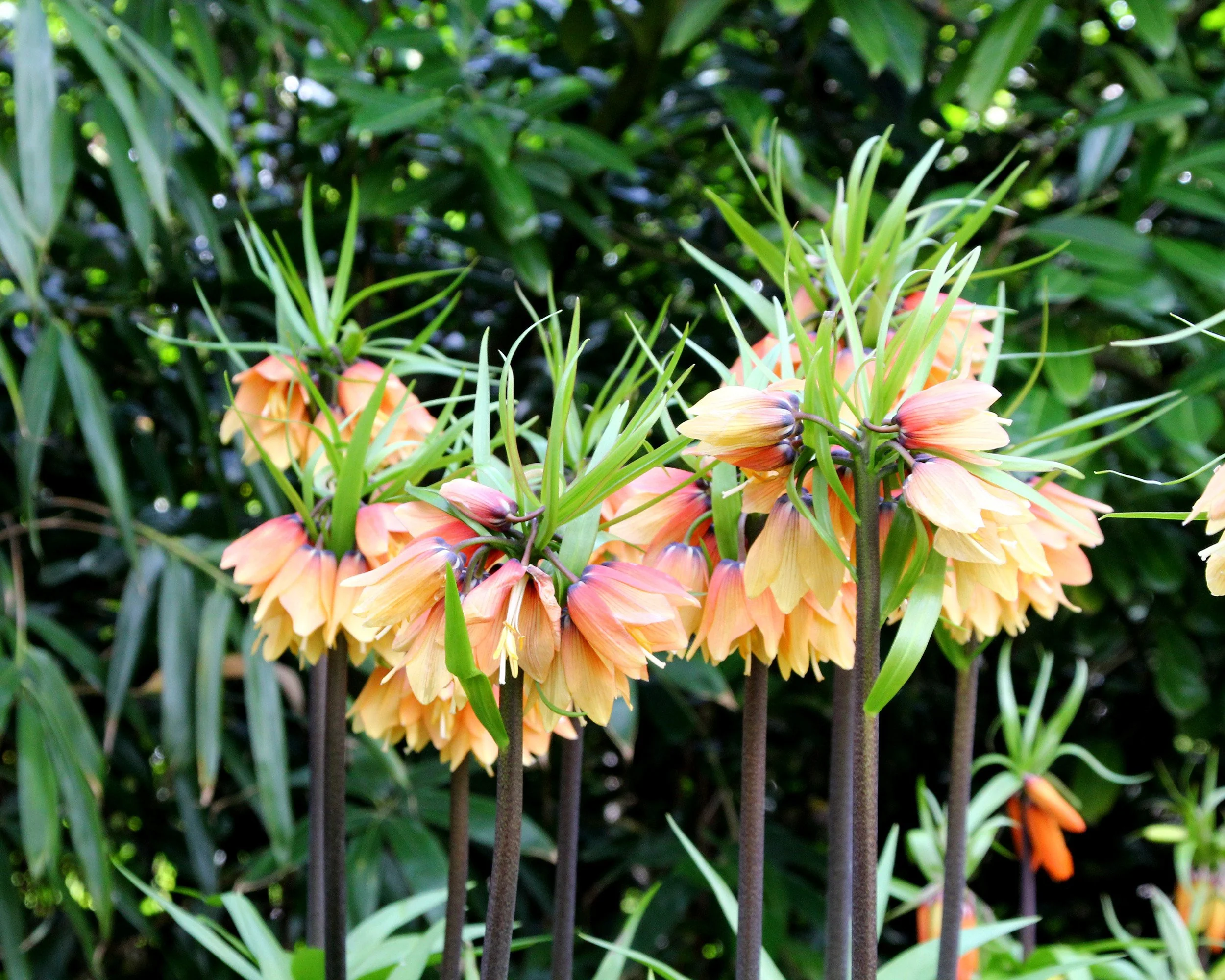 Fritillaria 'Early Fantasy' - Image 4