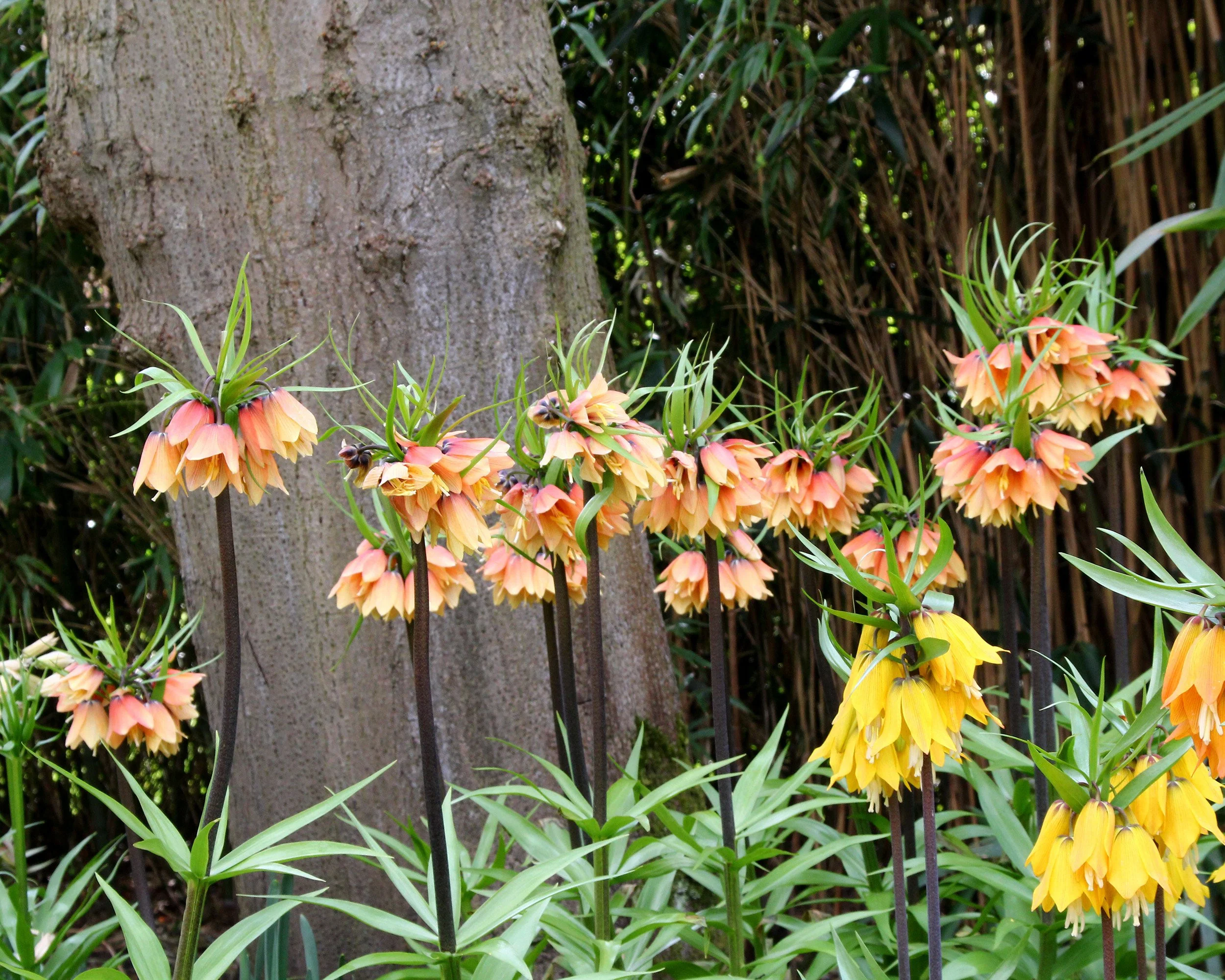 Fritillaria 'Early Fantasy' - Image 5