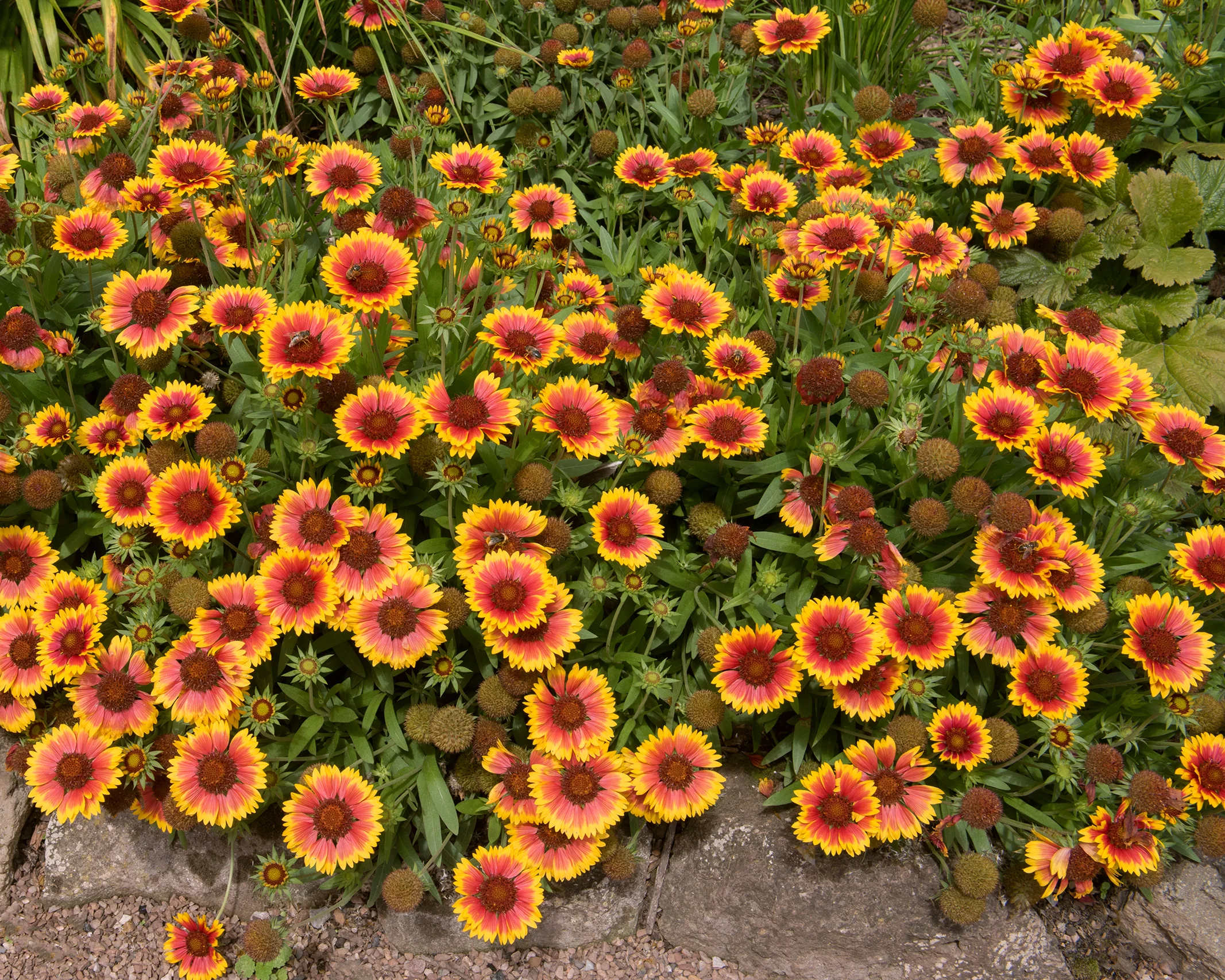 Gaillardia 'Kobold' - Image 2