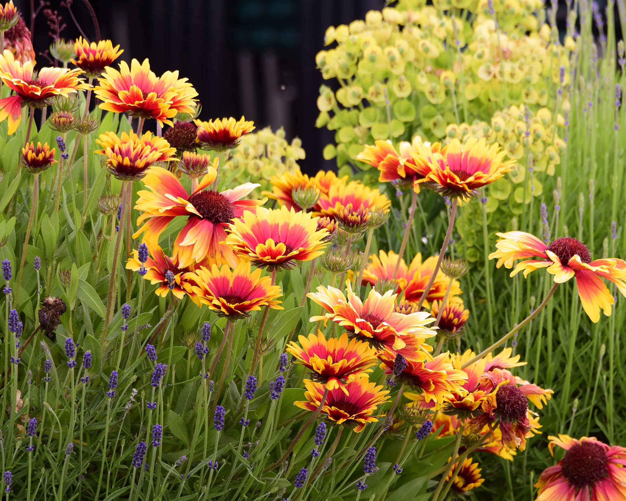 Gaillardia 'Kobold' - Image 3