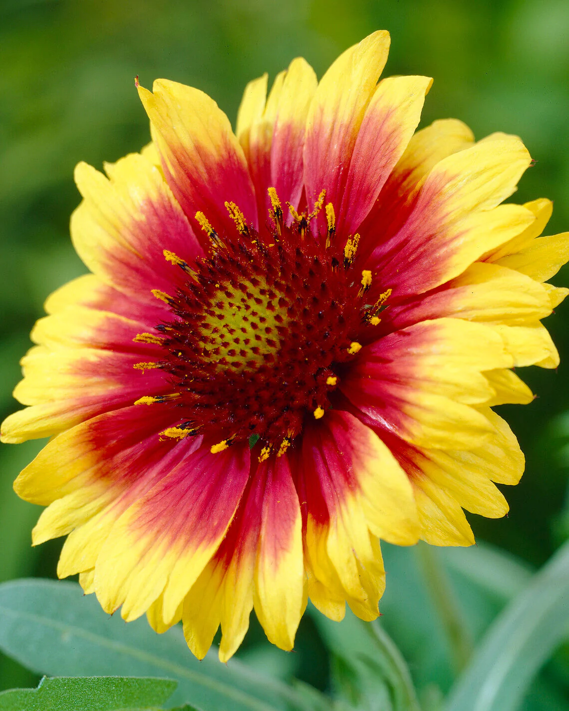 Gaillardia 'Kobold' - Image 4