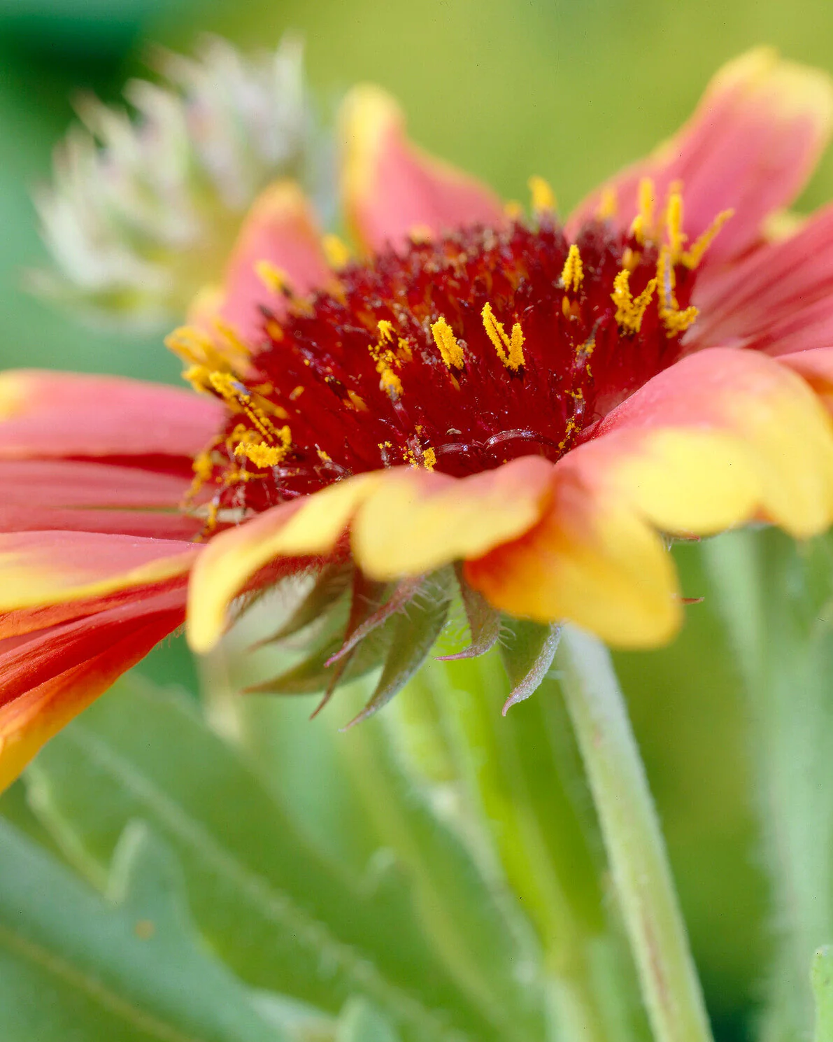 Gaillardia 'Kobold' - Image 5