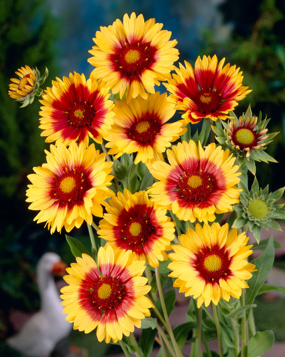 Gaillardia 'Kobold' - Image 7