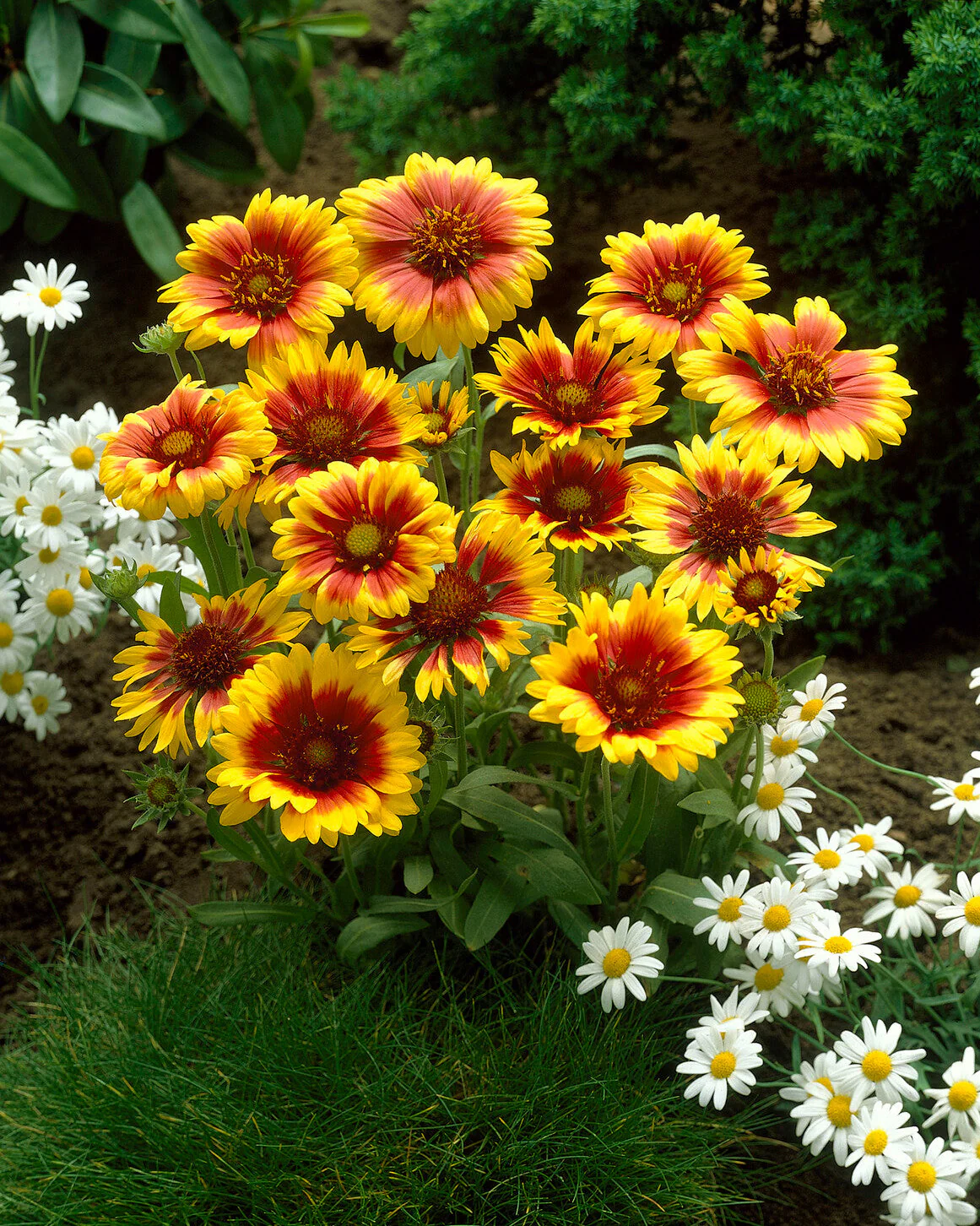 Gaillardia 'Kobold' - Image 8