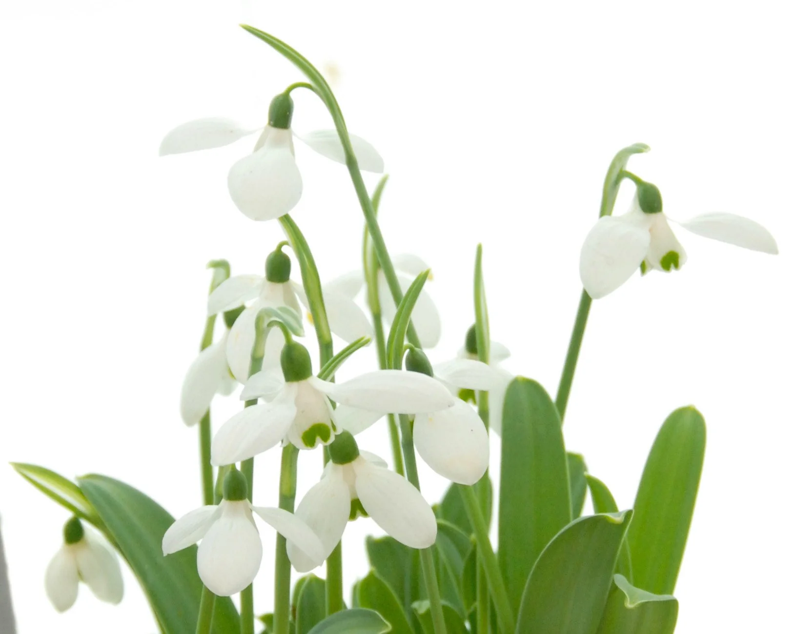 Galanthus elwesii - Image 2