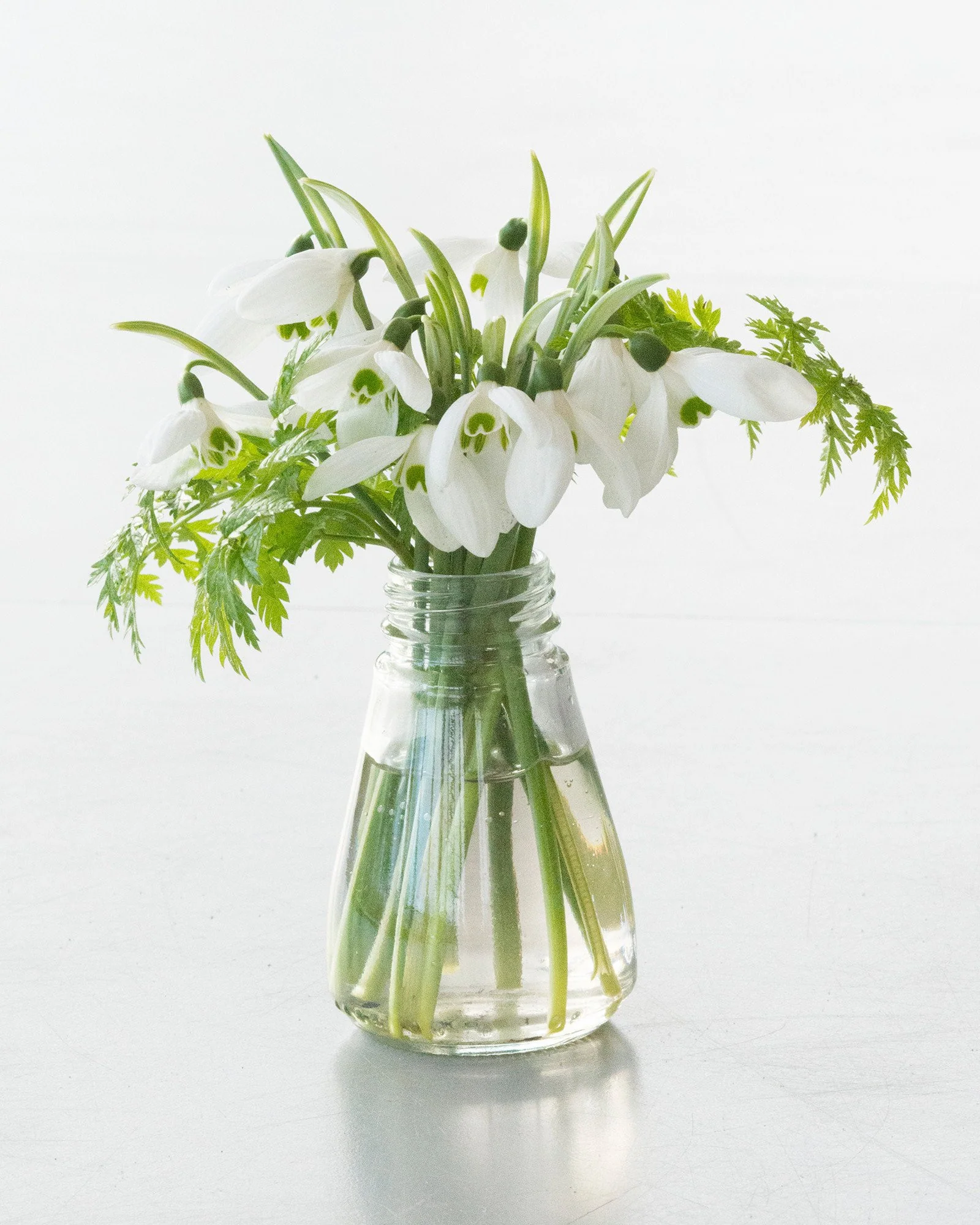 Galanthus elwesii - Image 3