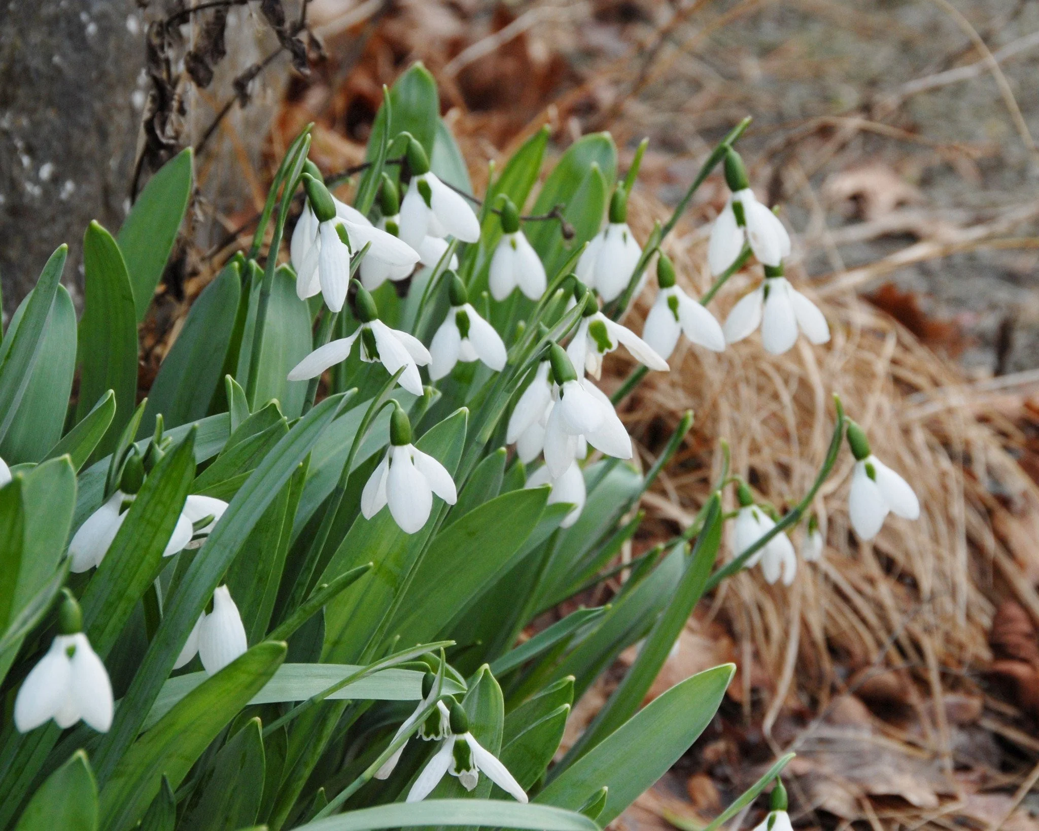 Galanthus elwesii - Image 4