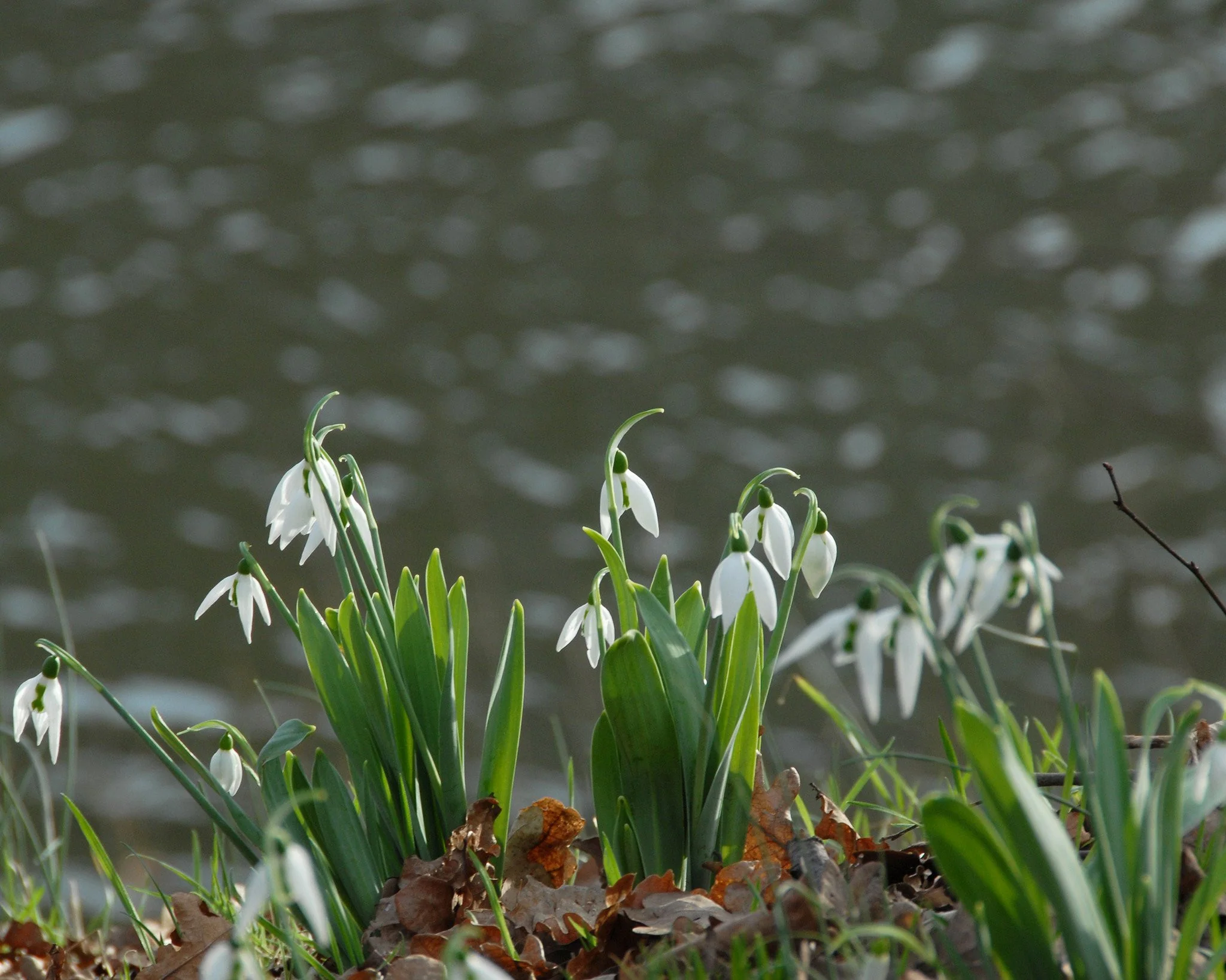 Galanthus elwesii - Image 5