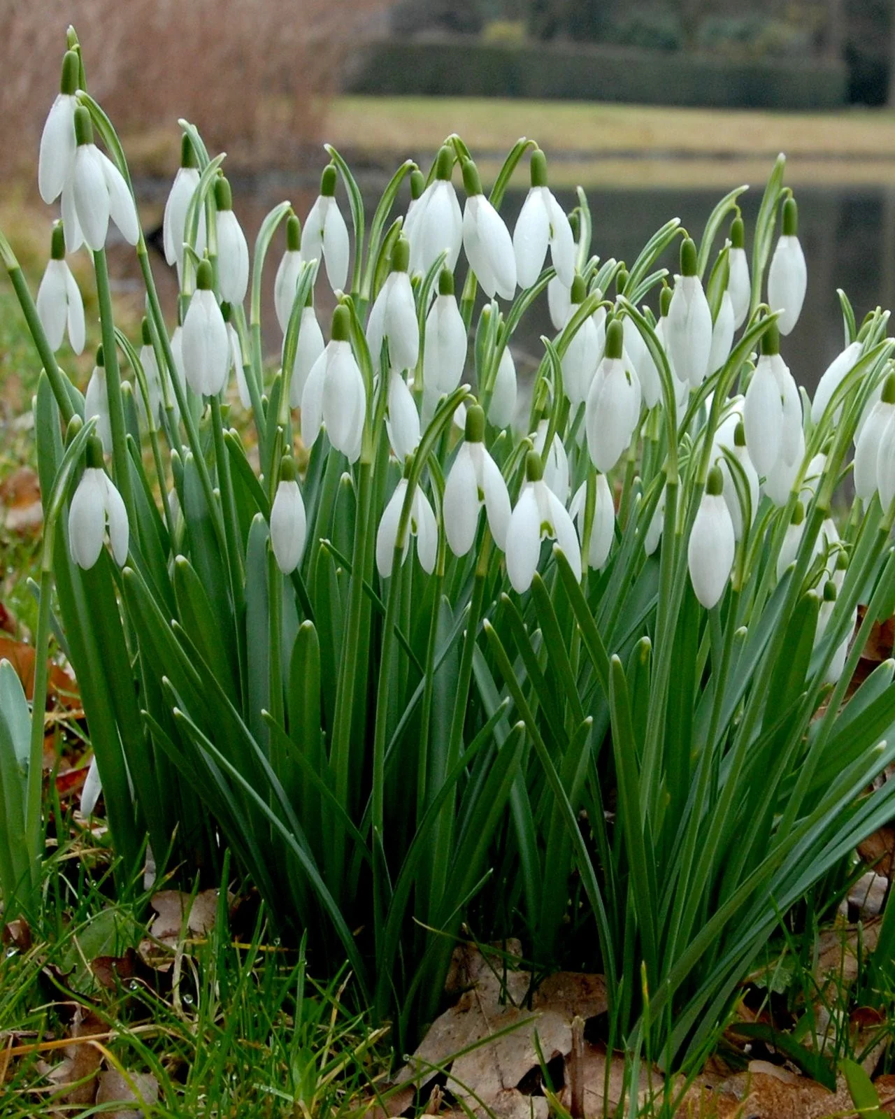 Galanthus nivalis - Image 2