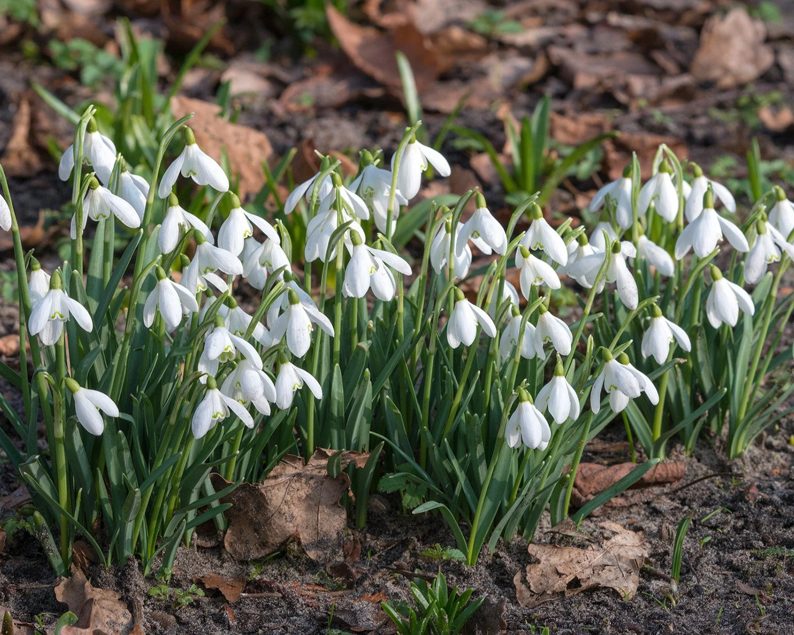 Galanthus nivalis - Image 3