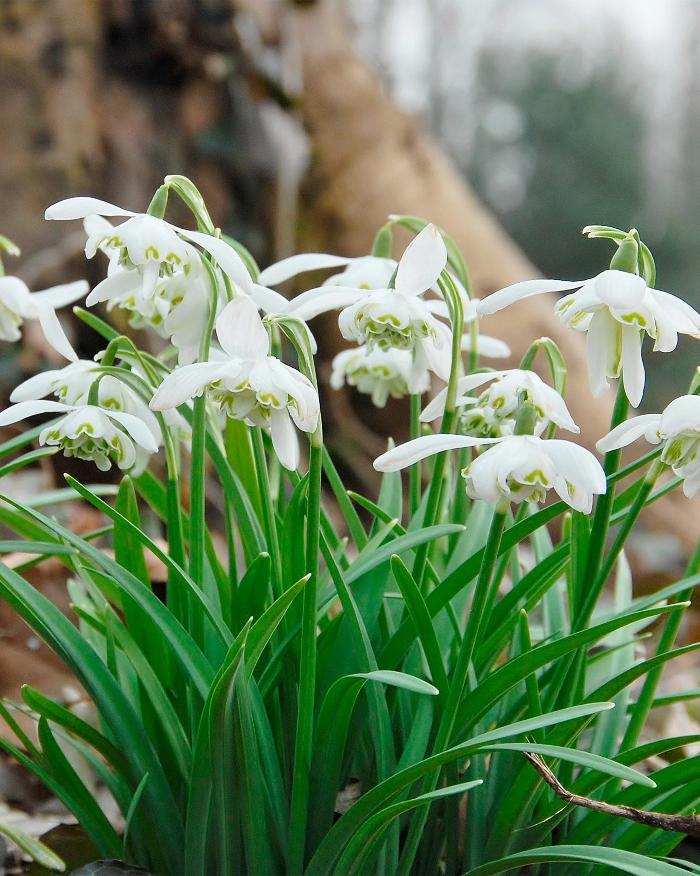 Galanthus nivalis 'Flore Pleno' - Image 2