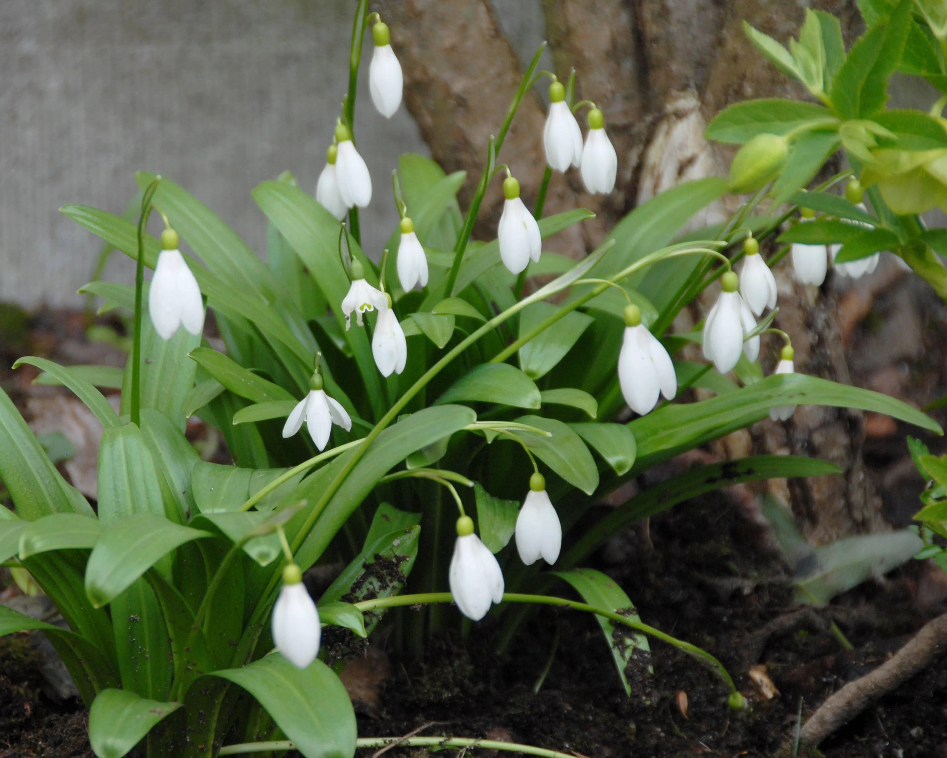 Galanthus woronowii - Image 3
