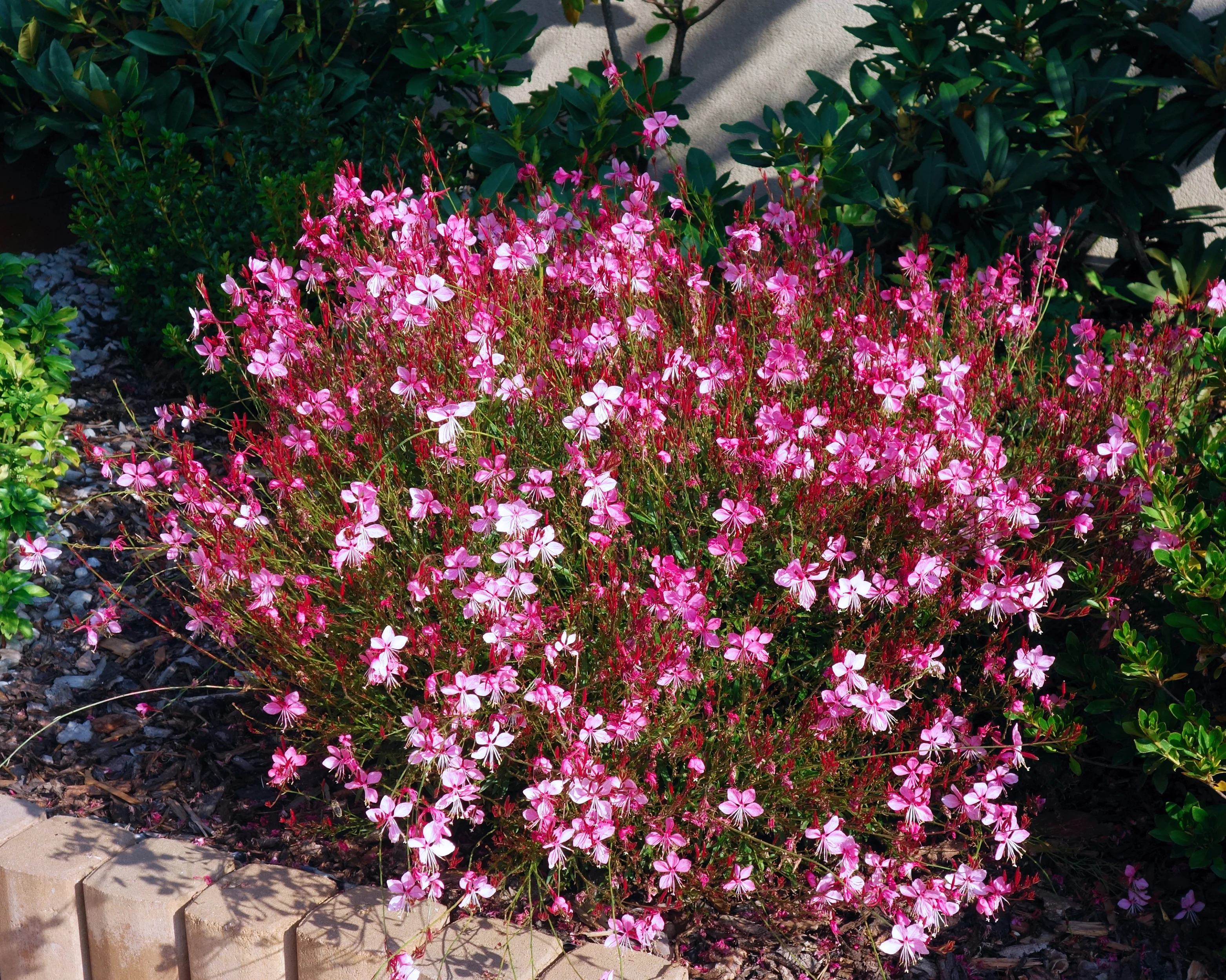 Gaura 'Baby Butterfly Dark Pink' - Image 5