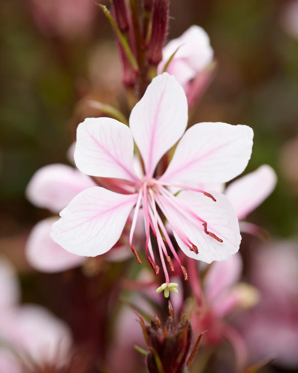 Gaura lindheimeri - Image 3