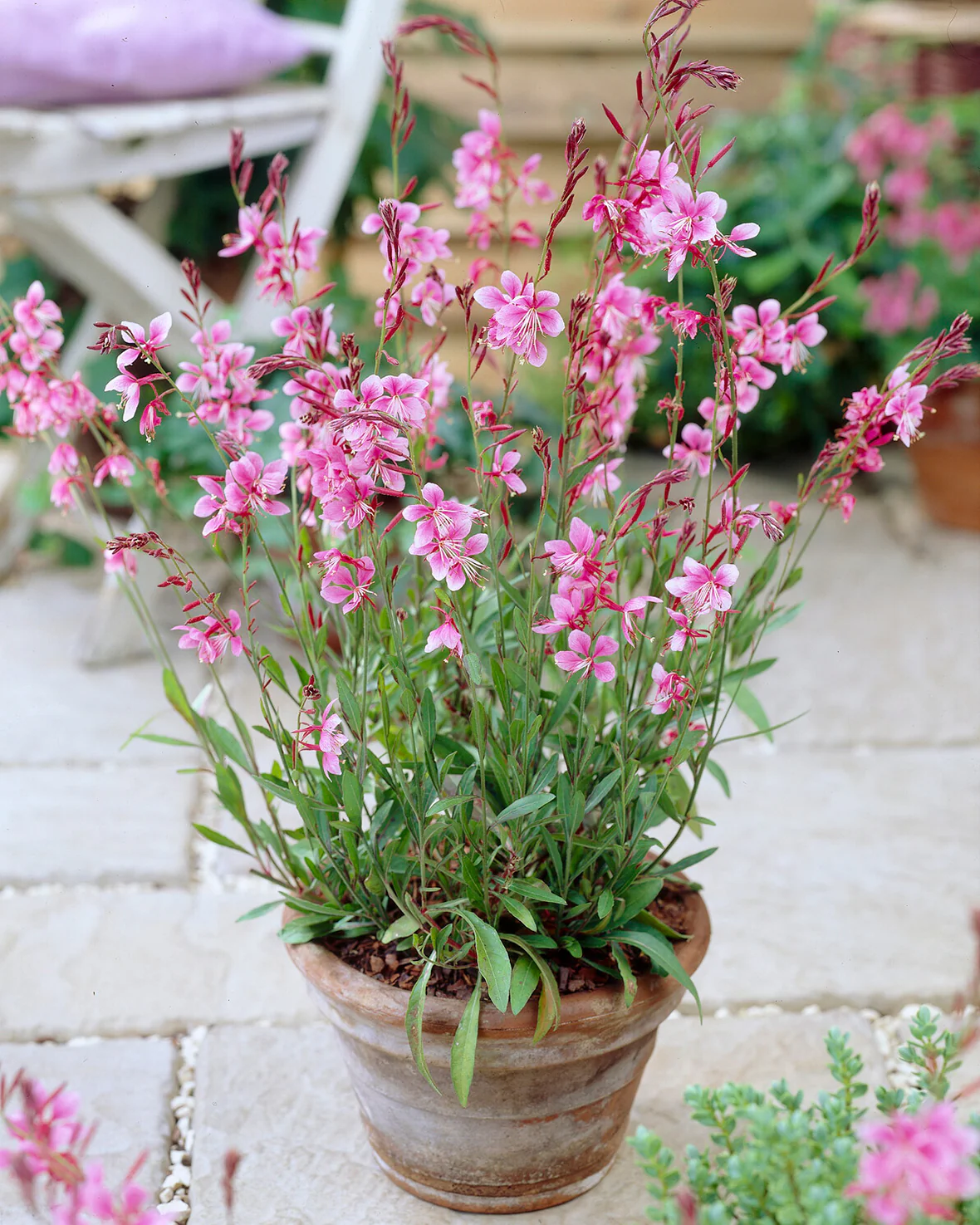 Gaura 'Siskiyou Pink' - Image 5