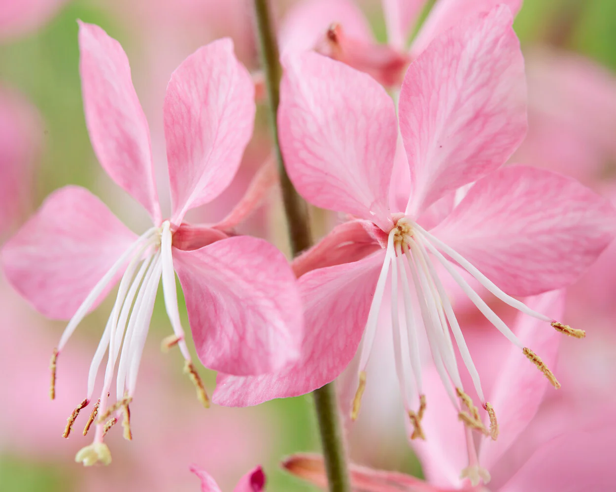Gaura 'Siskiyou Pink' - Image 6