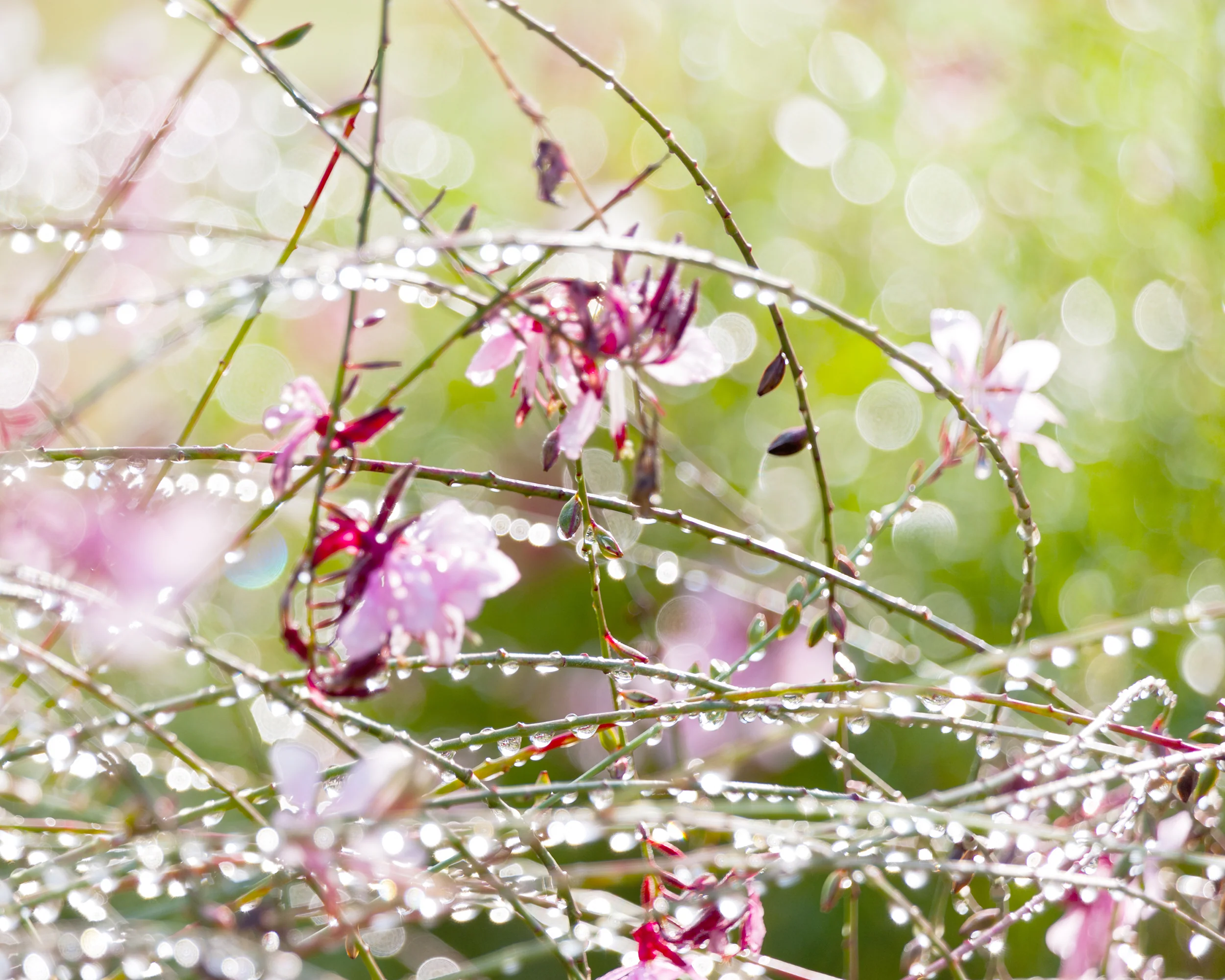 Gaura 'Siskiyou Pink' - Image 7