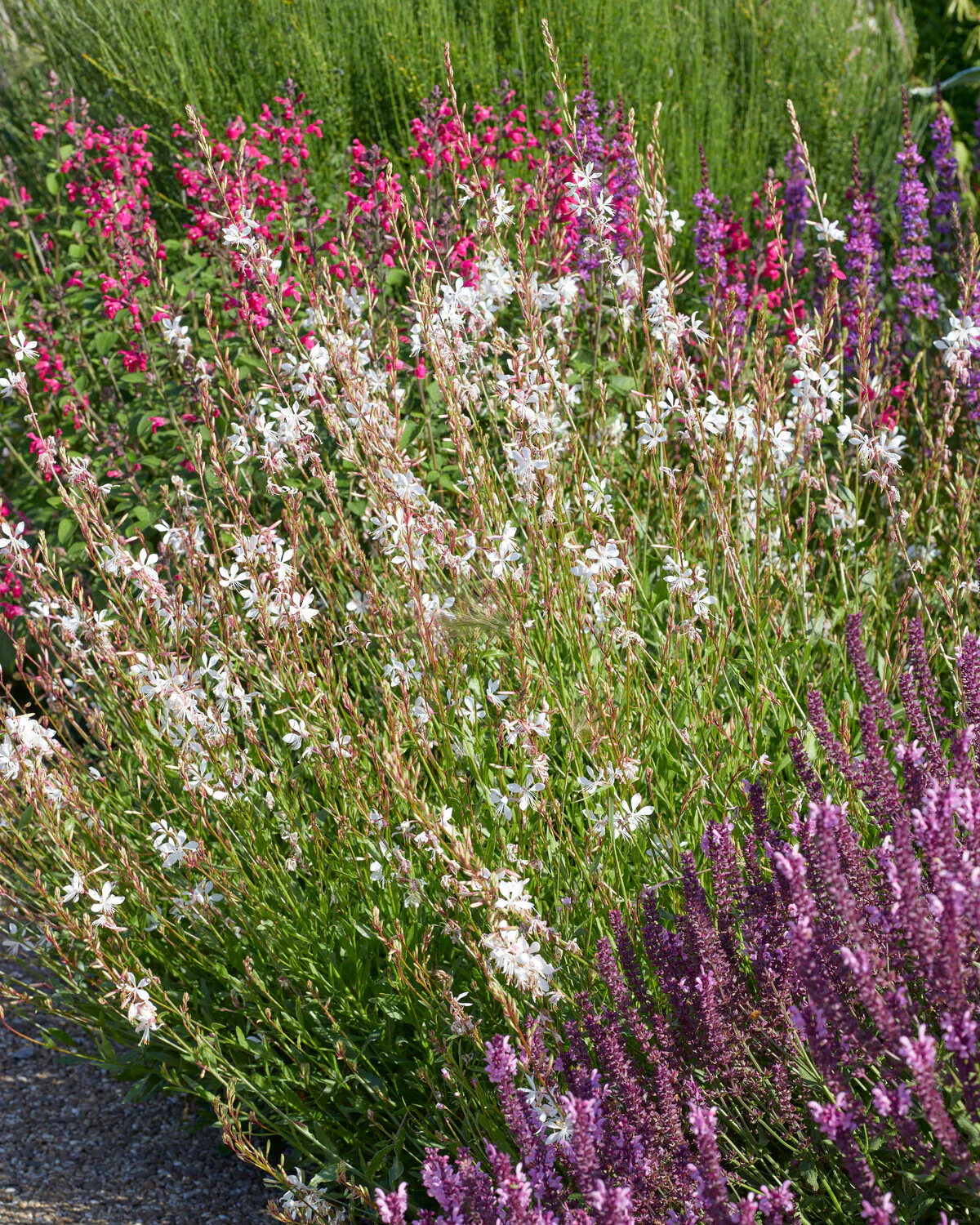 Gaura 'Whirling Butterflies' - Image 2
