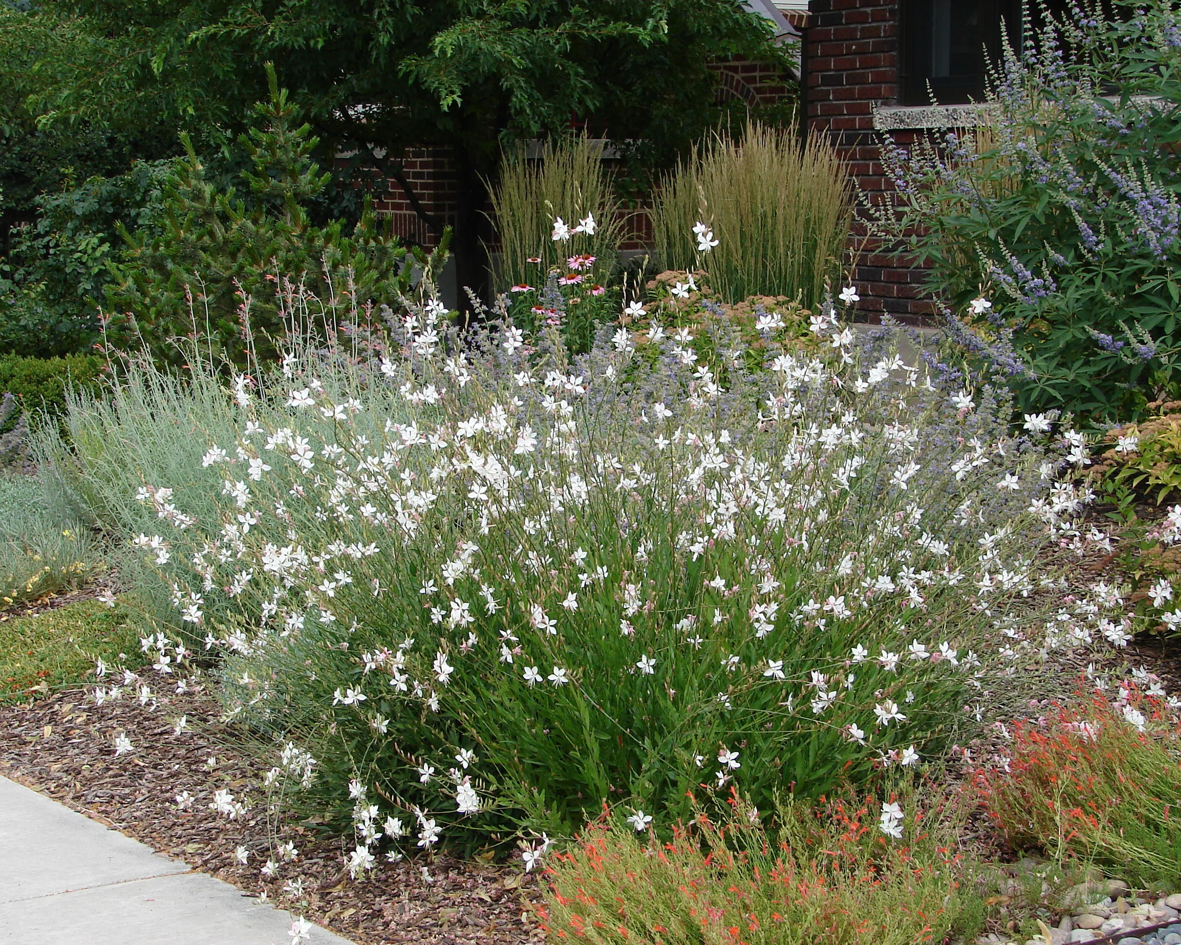 Gaura 'Whirling Butterflies' - Image 4