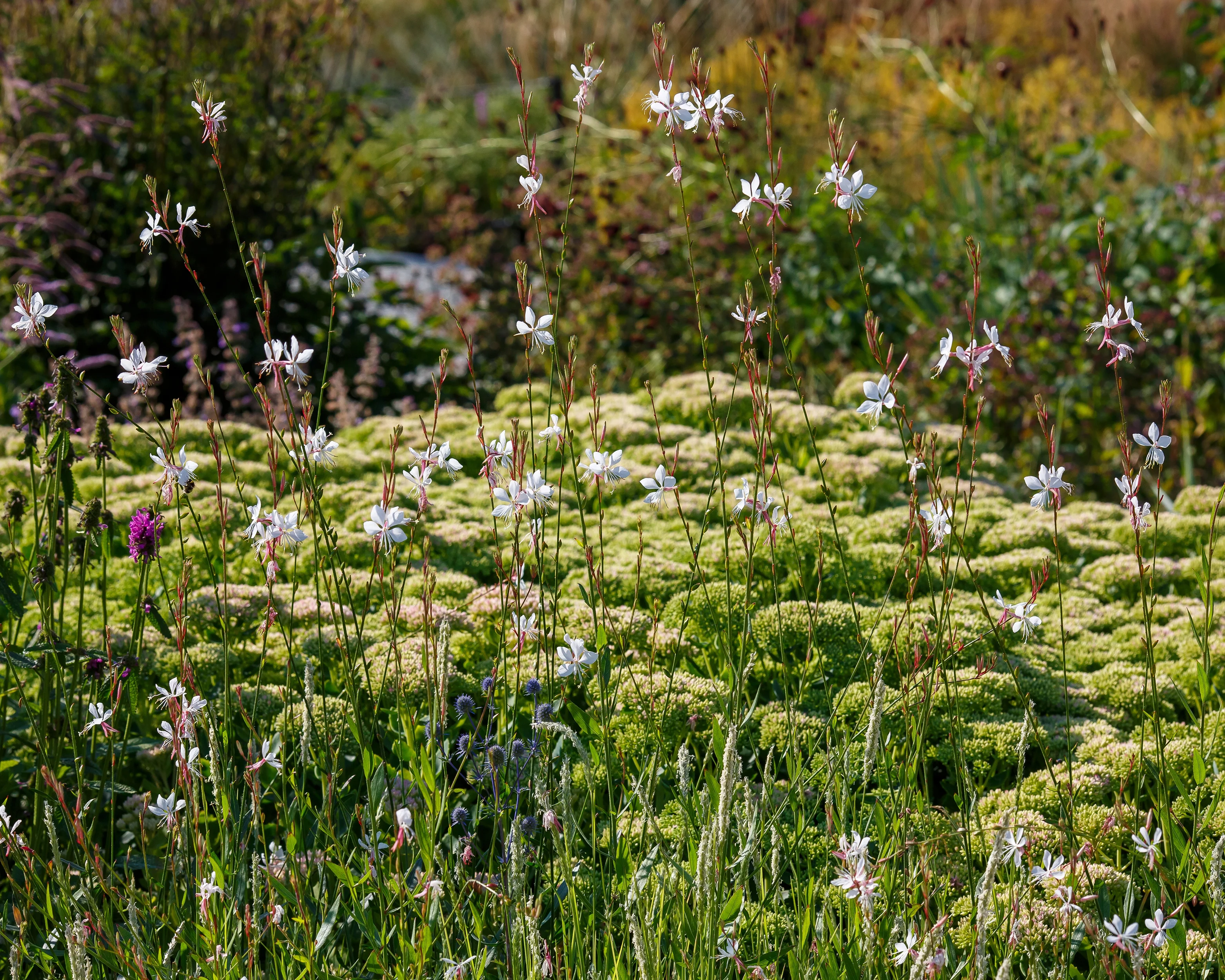 Gaura 'Whirling Butterflies' - Image 5