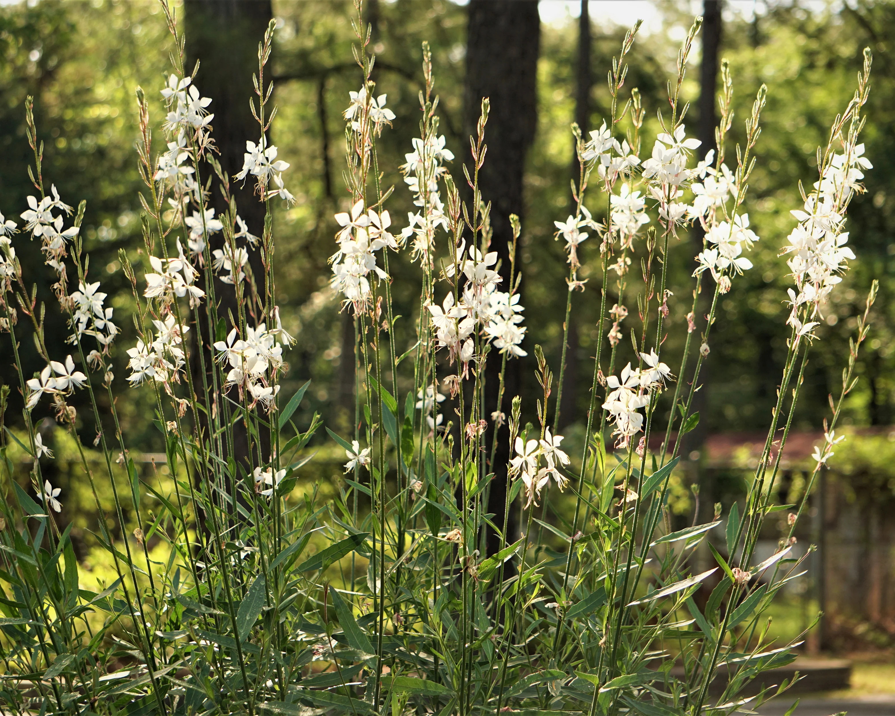 Gaura 'Whirling Butterflies' - Image 9
