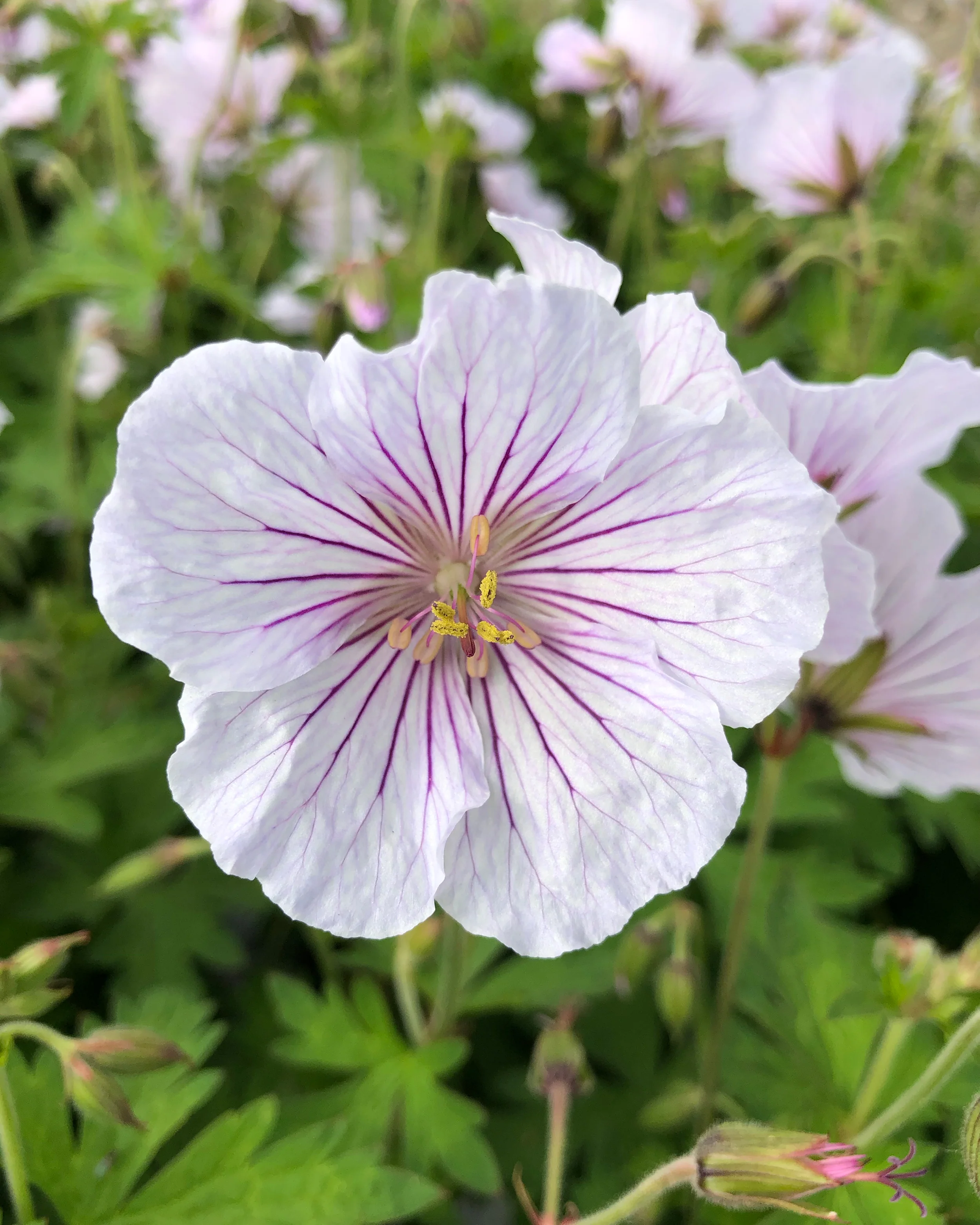 Geranium 'Alaska Rivers' - Image 4