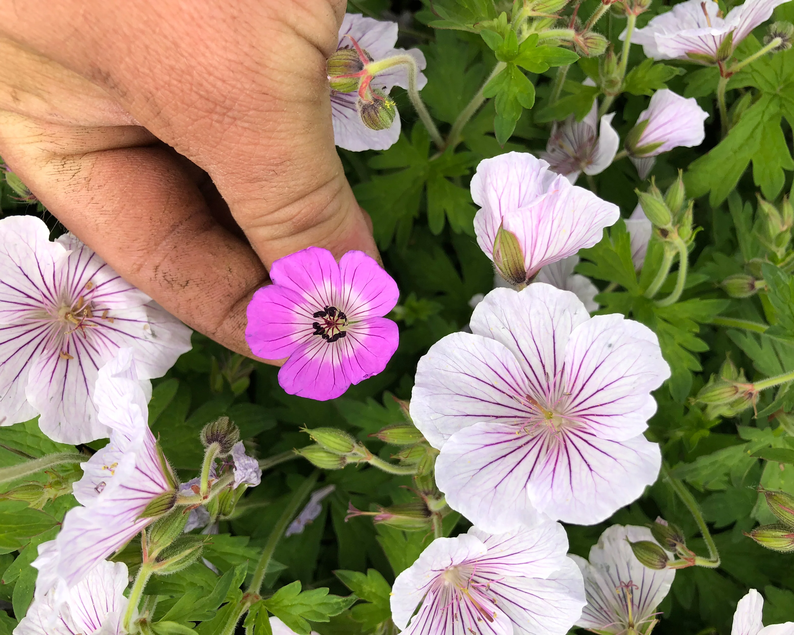 Geranium 'Alaska Rivers' - Image 5