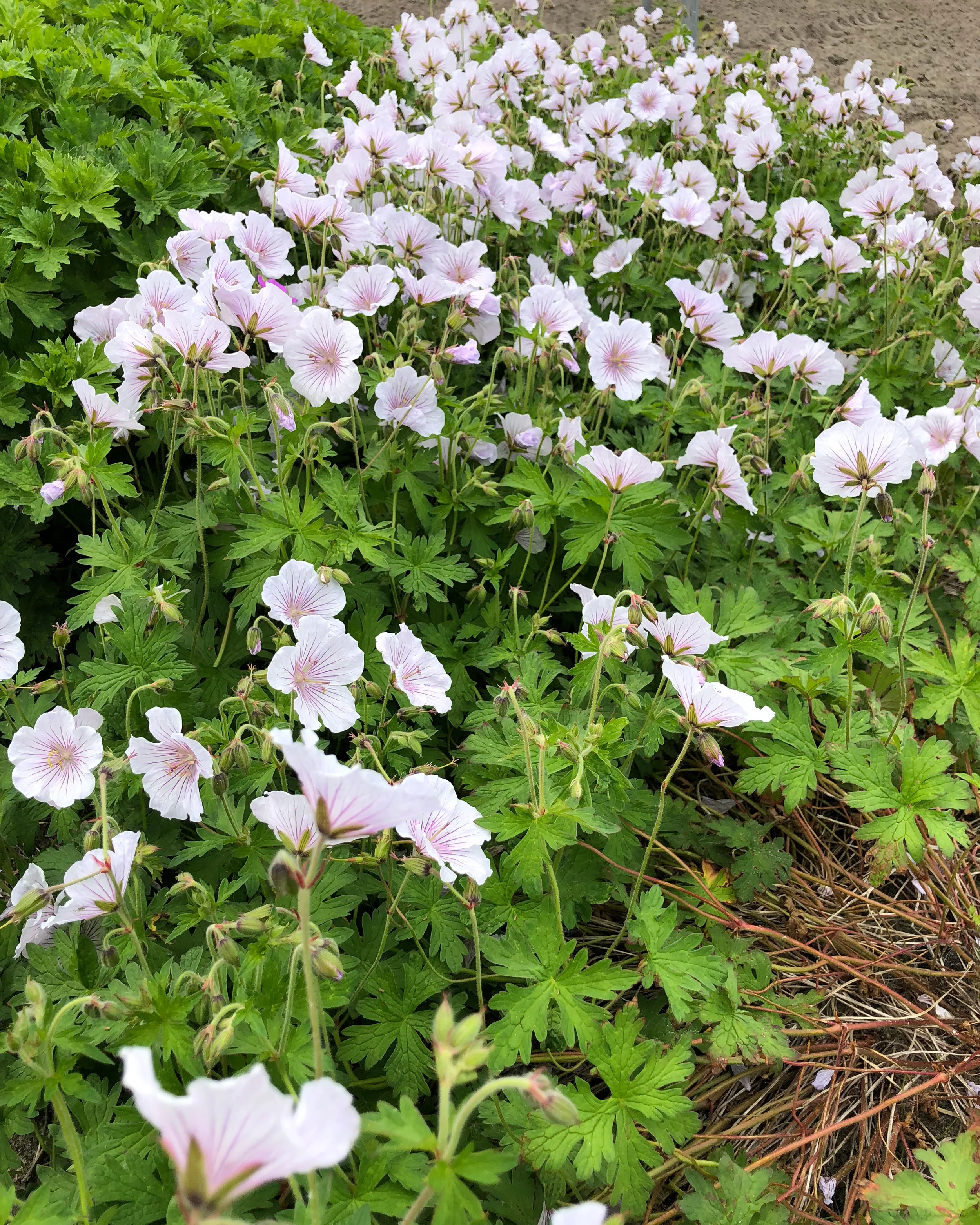 Geranium 'Alaska Rivers' - Image 7