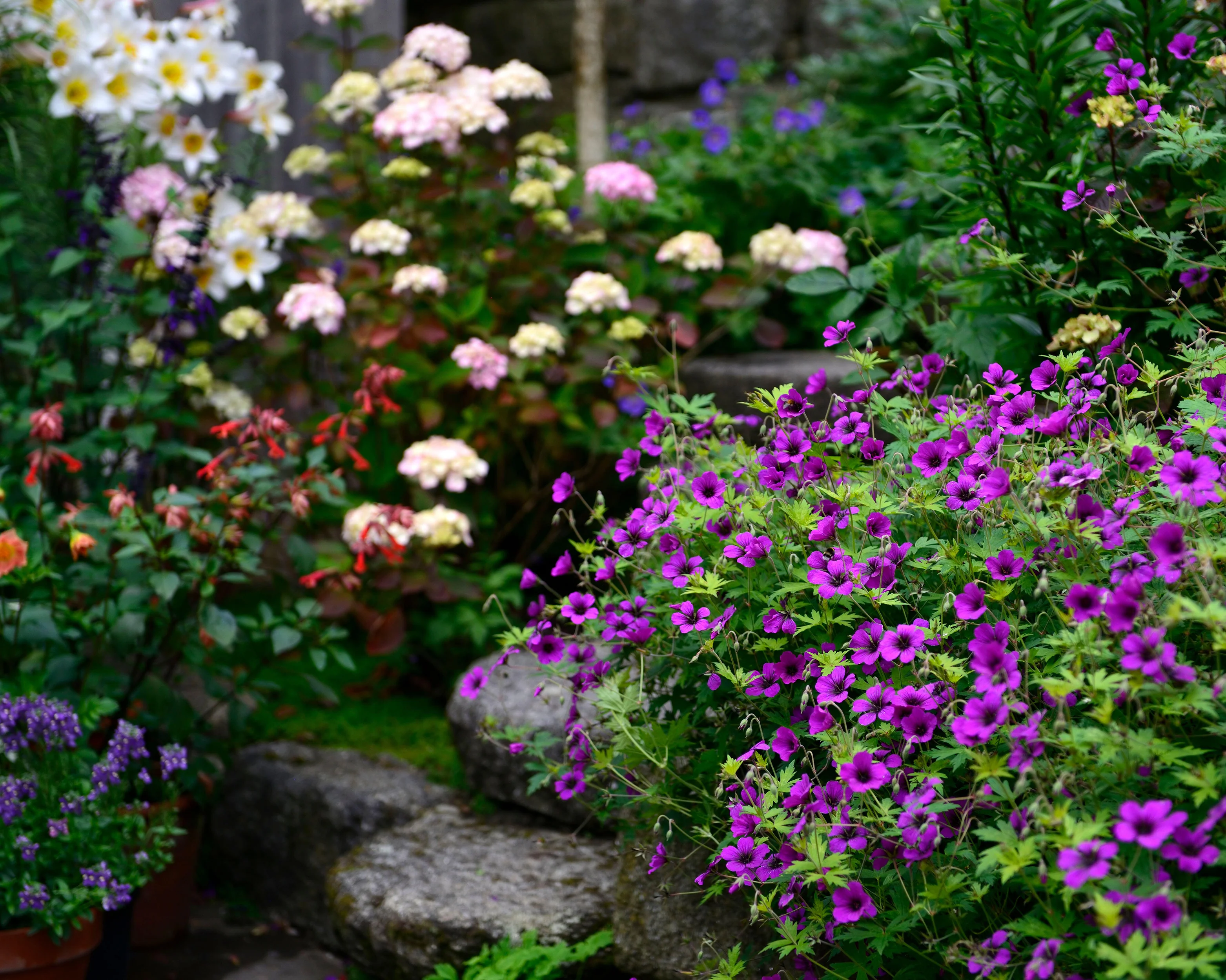 Geranium 'Anne Thomson' - Image 10