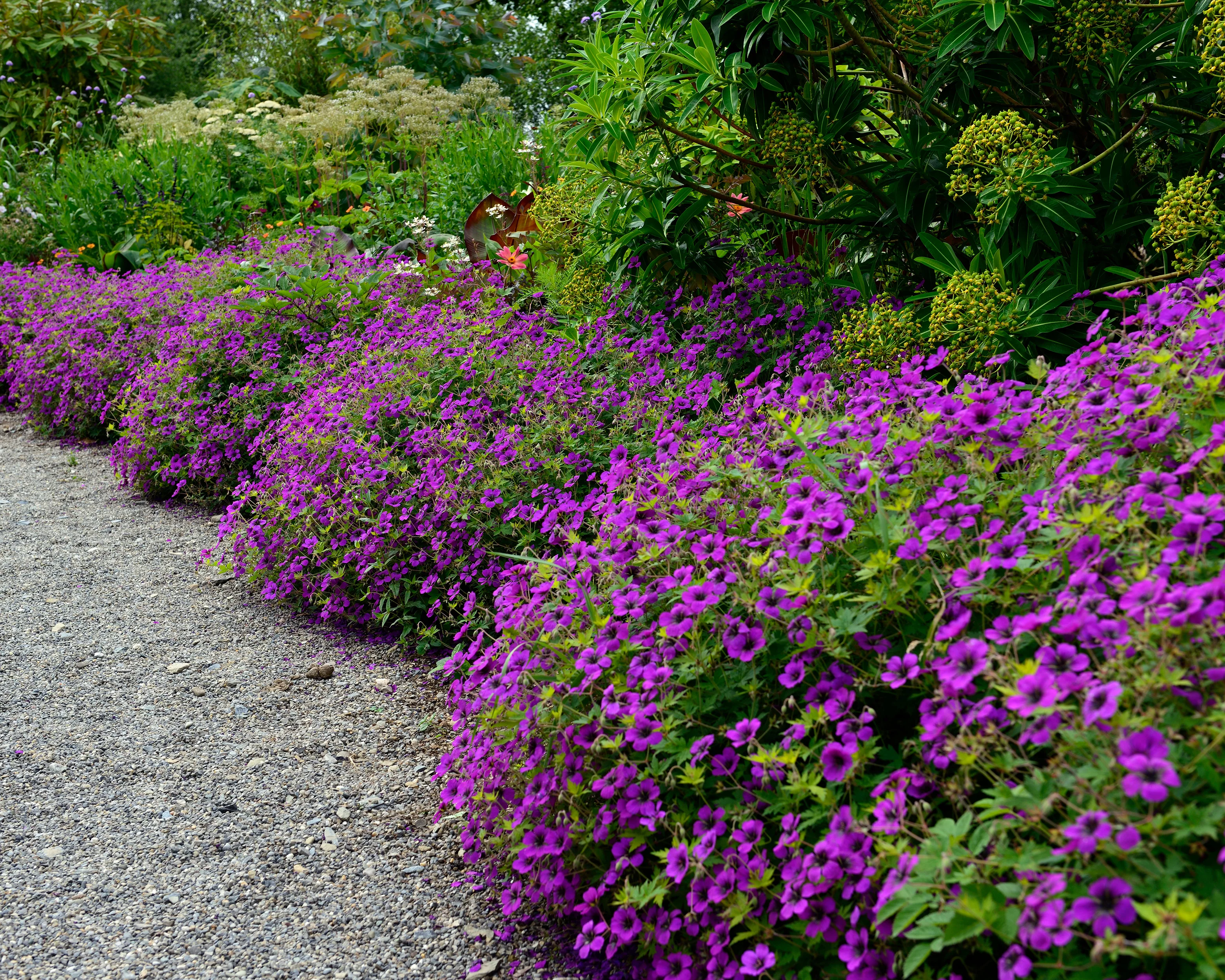 Geranium 'Anne Thomson' - Image 8