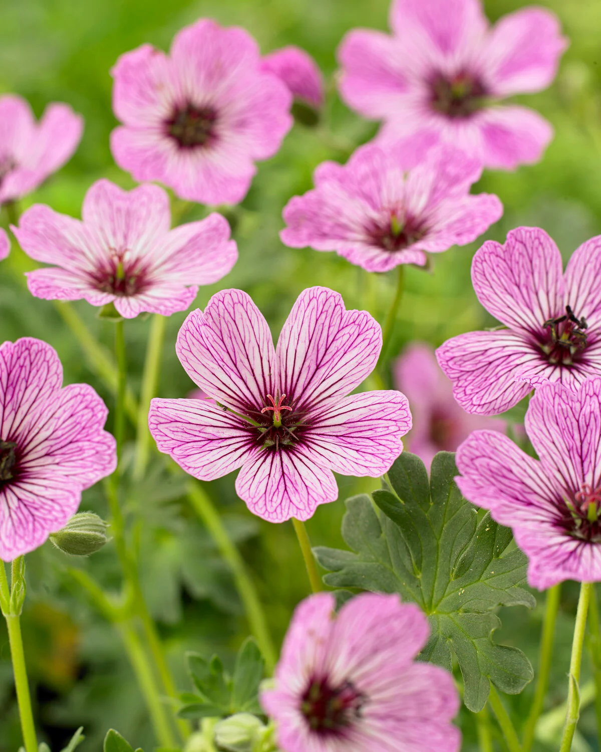 Geranium 'Ballerina' - Image 3