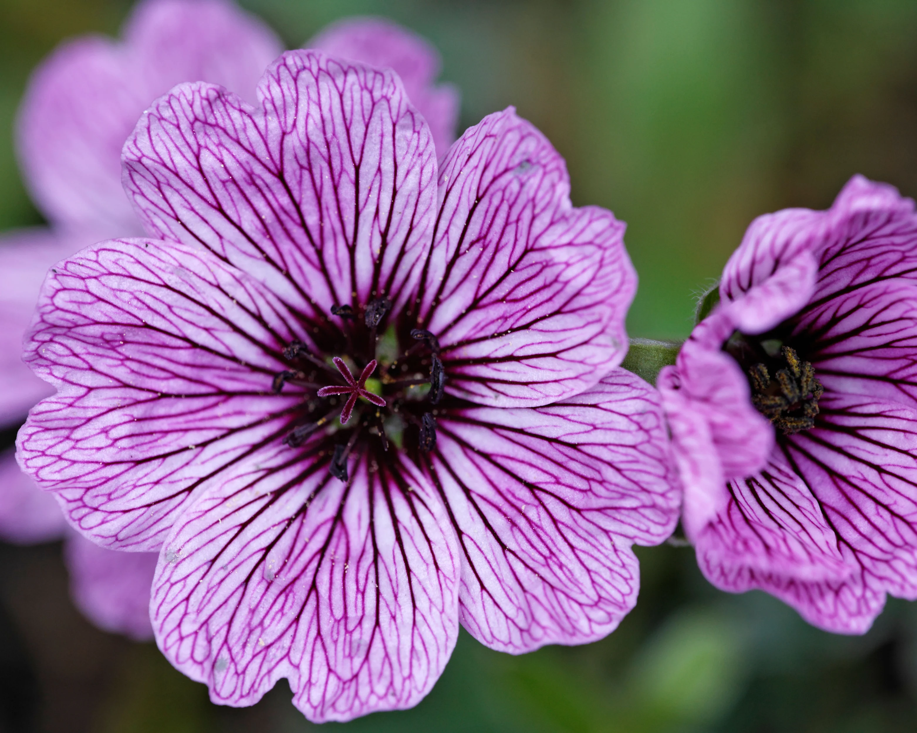 Geranium 'Ballerina' - Image 4
