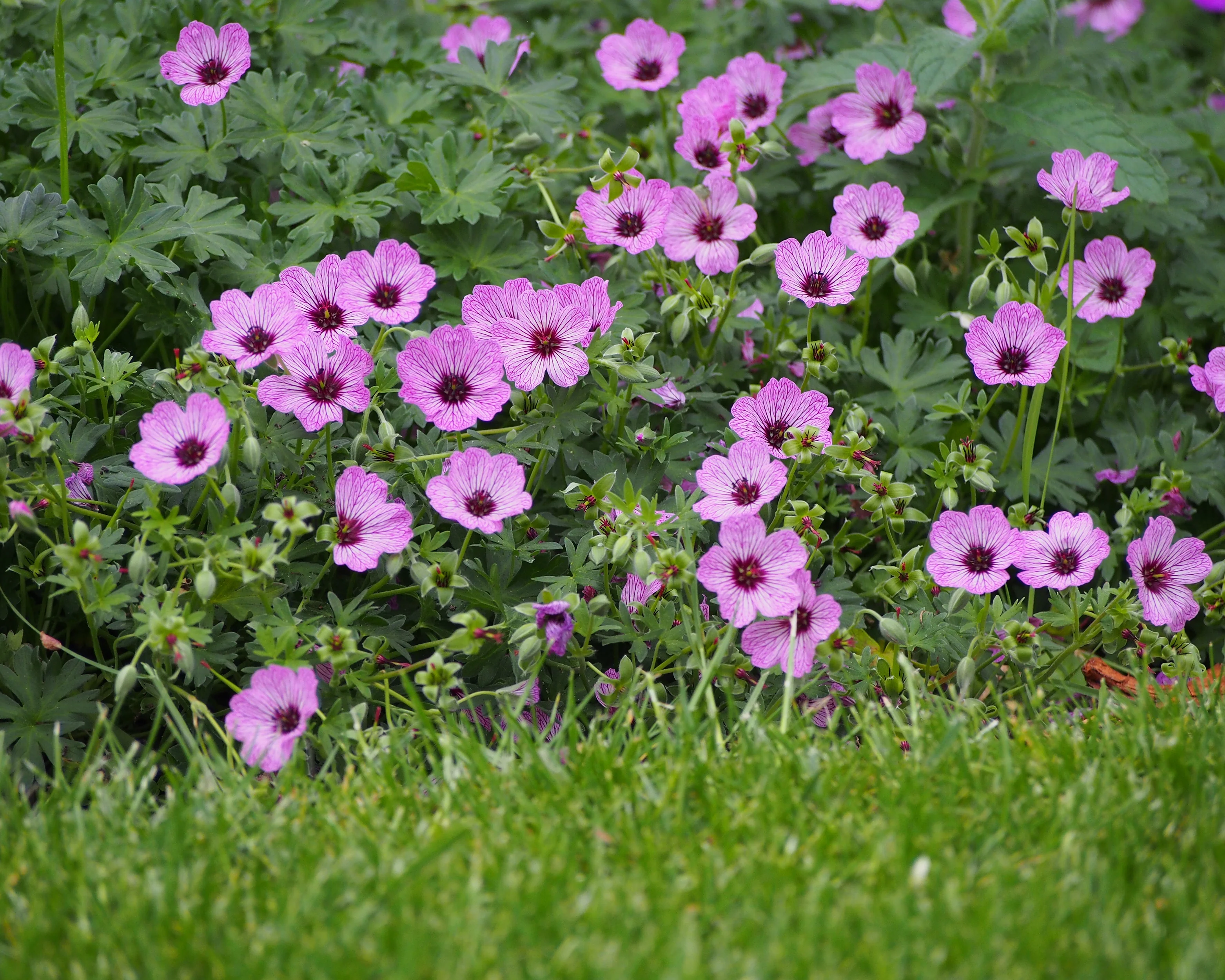 Geranium 'Ballerina' - Image 6