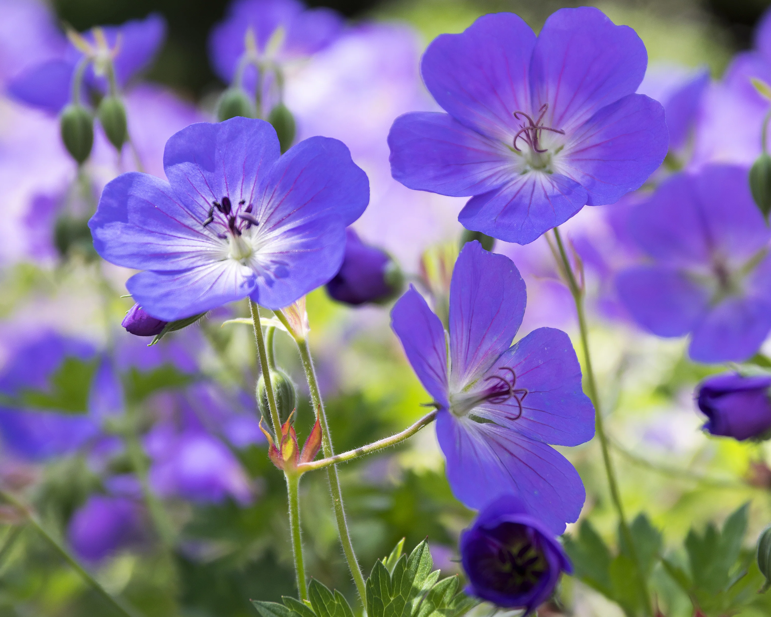 Geranium 'Brookside' - Image 5