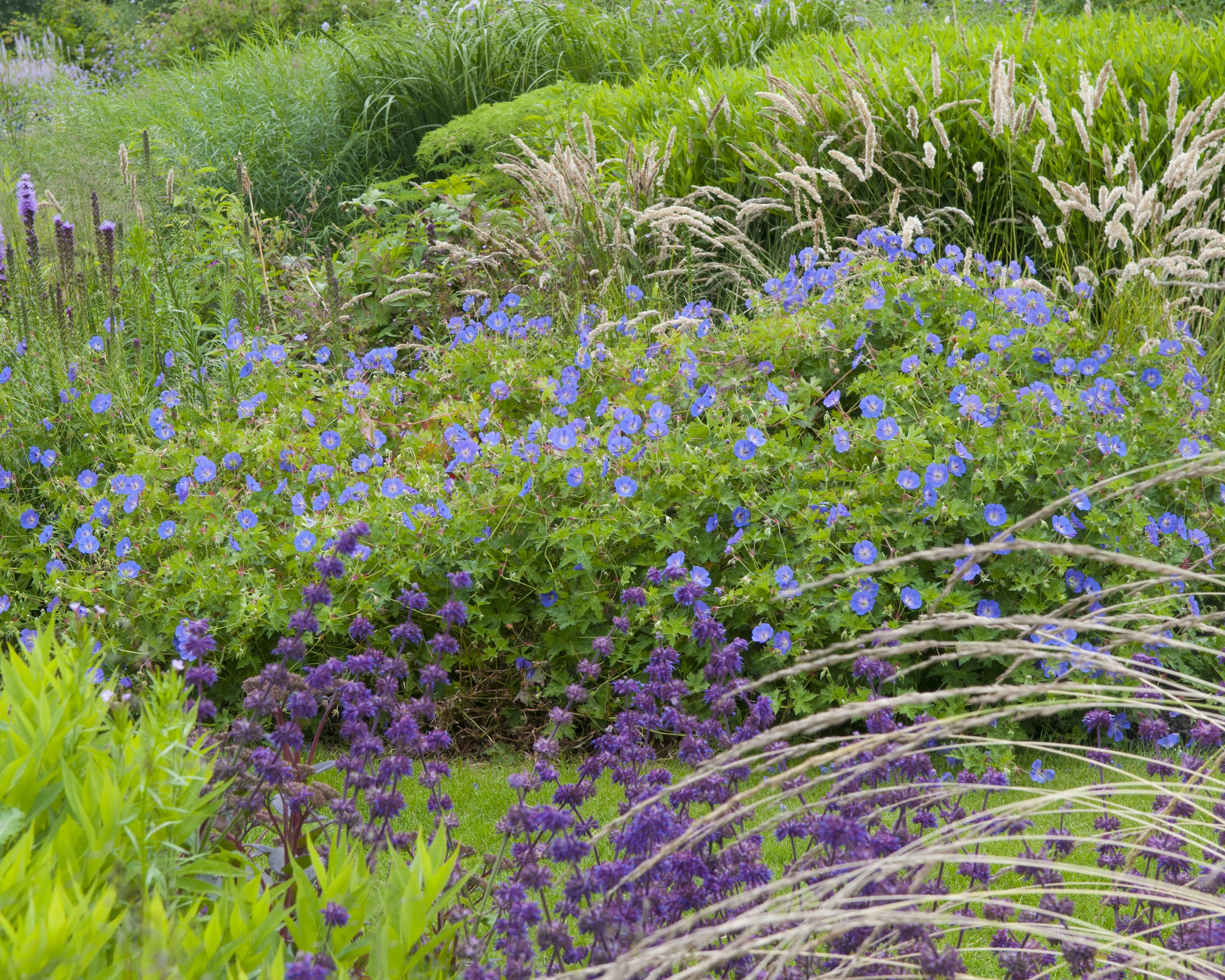 Geranium 'Brookside' - Image 7