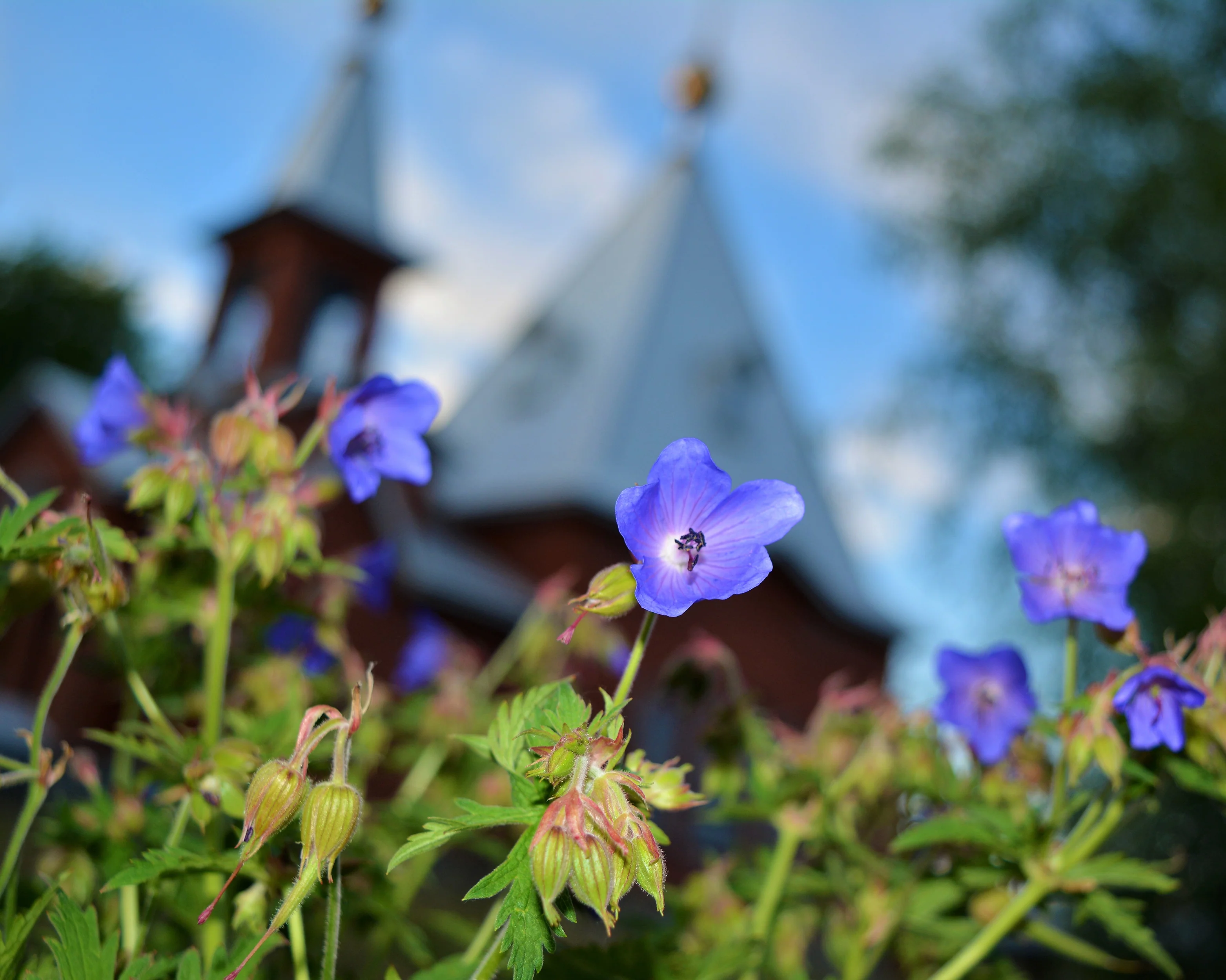 Geranium 'Brookside' - Image 8
