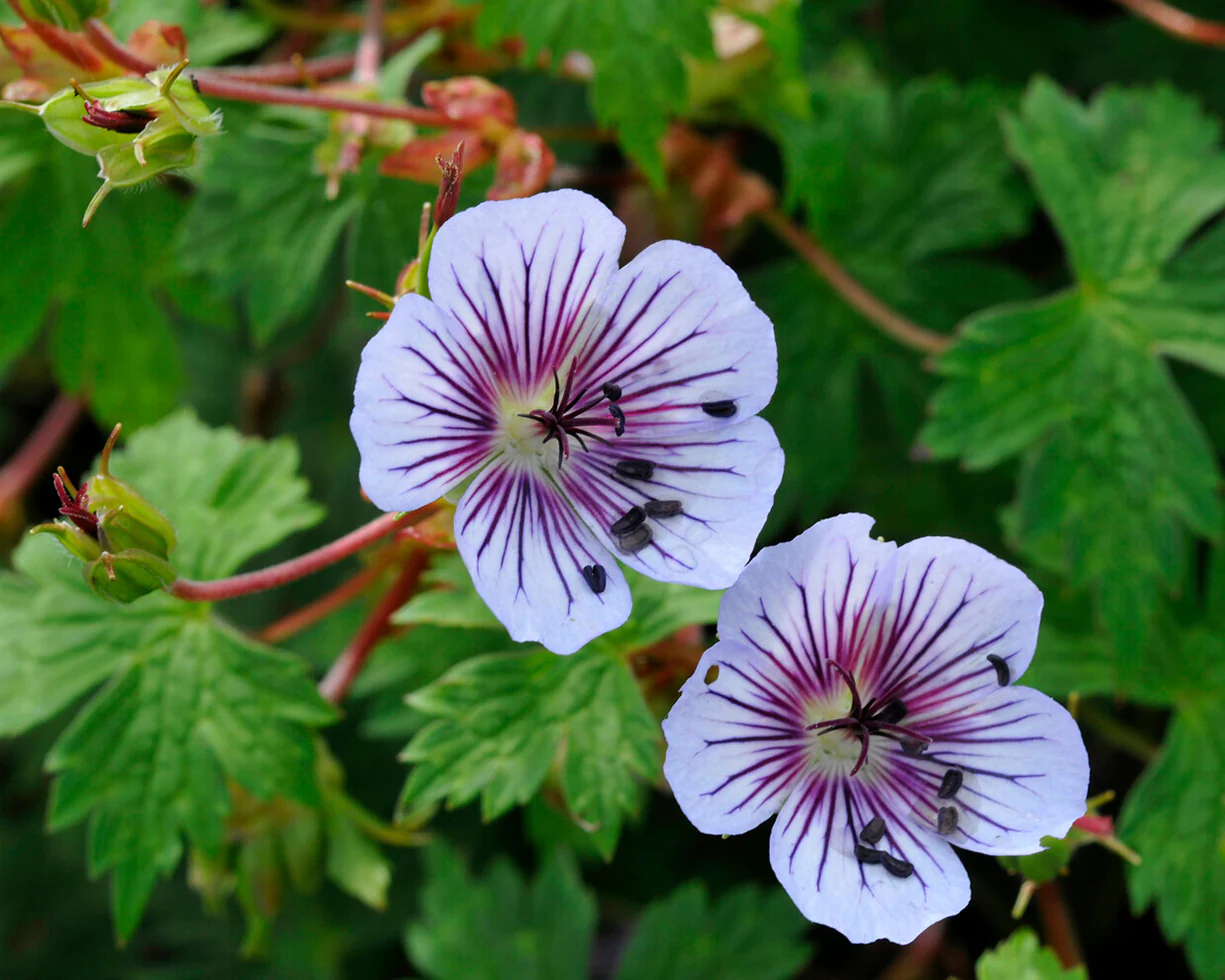 Geranium 'Crystal Lake' - Image 2