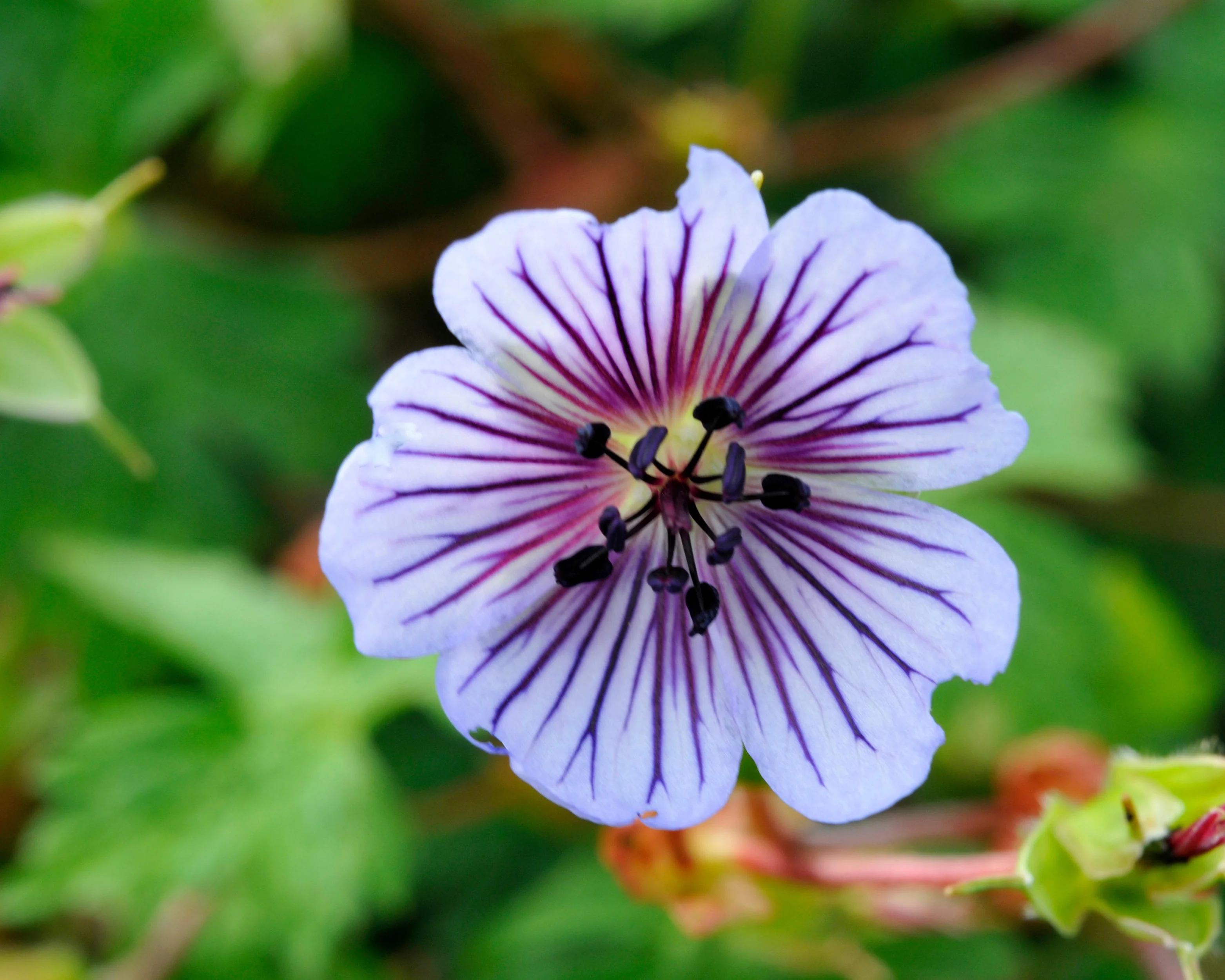 Geranium 'Crystal Lake' - Image 4