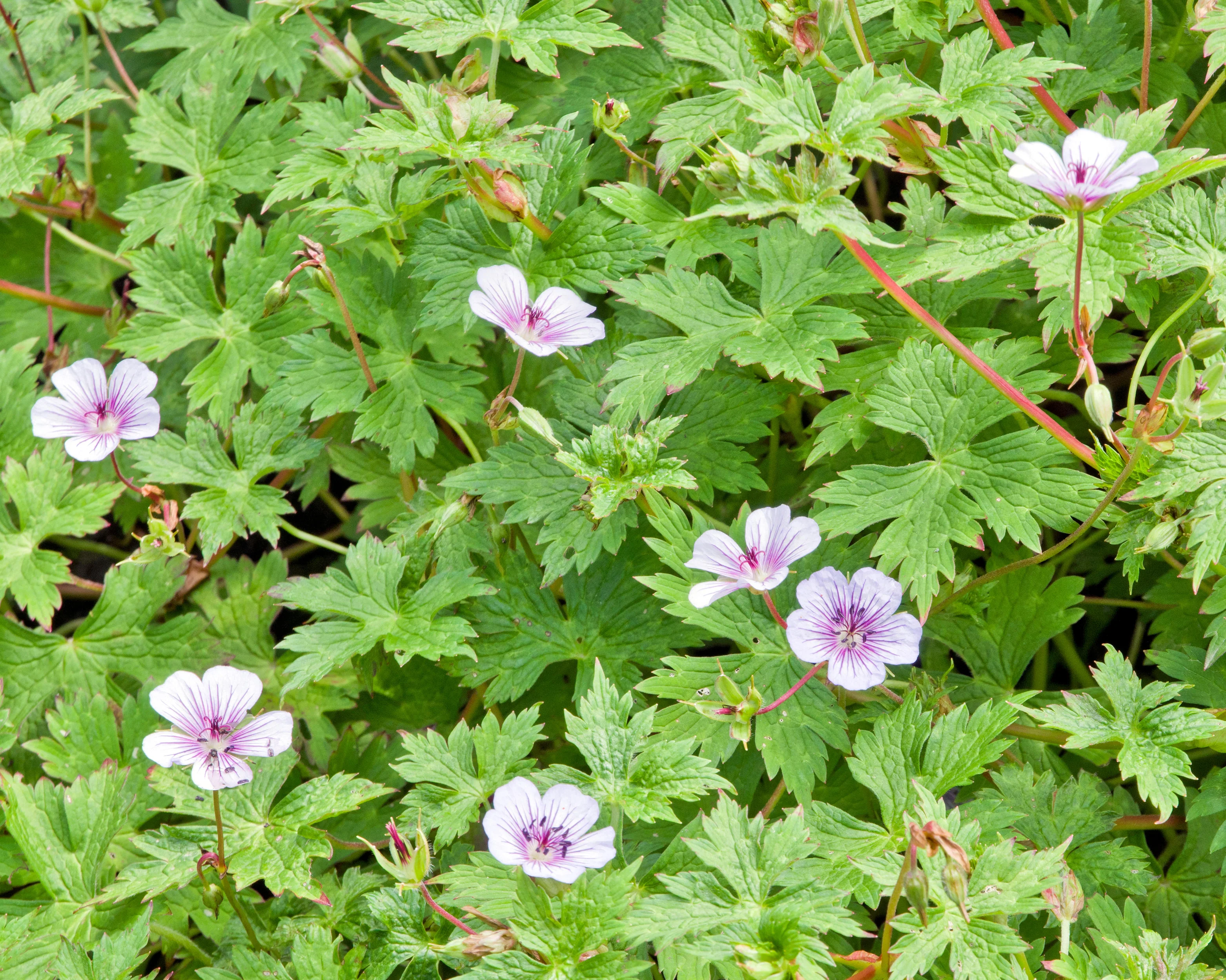 Geranium 'Crystal Lake' - Image 5