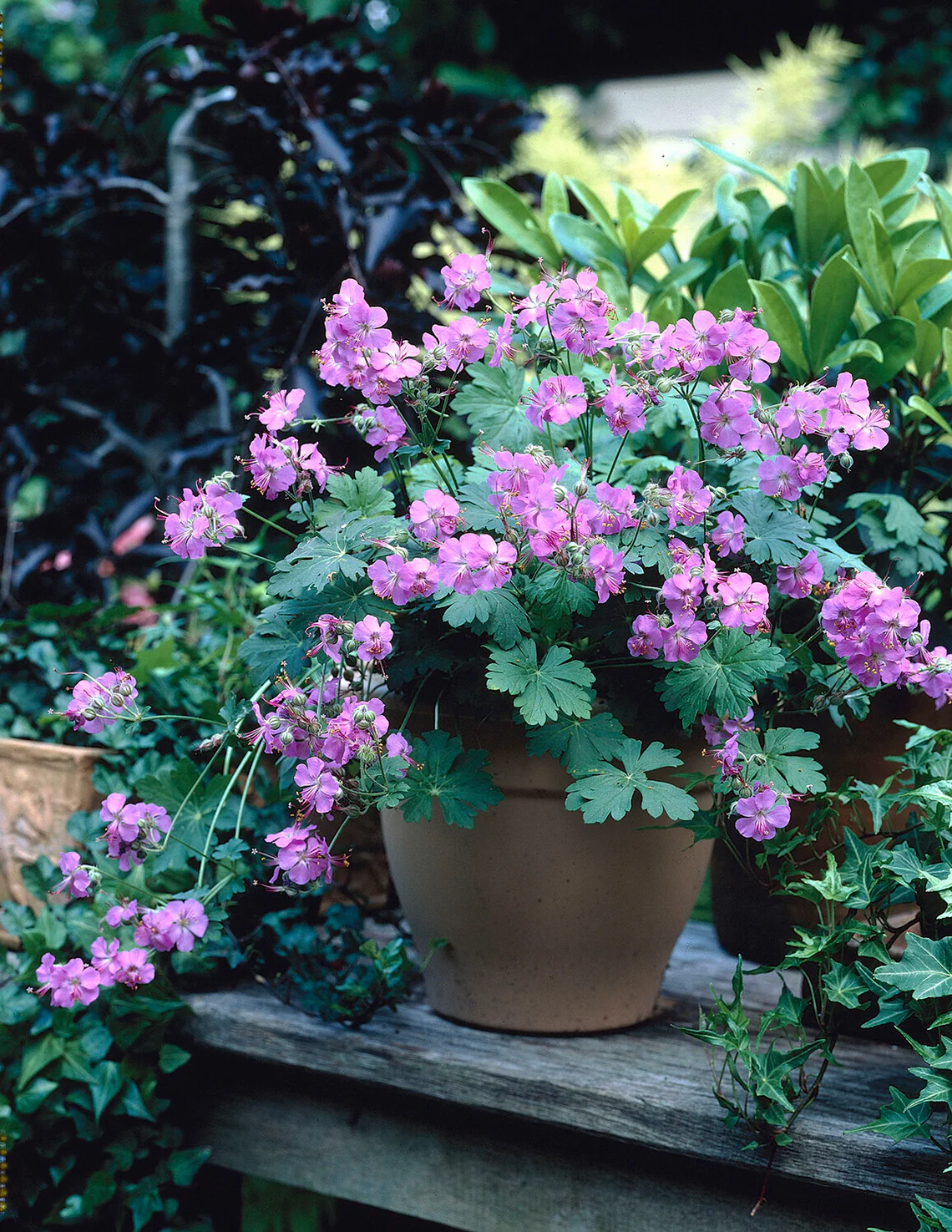 Geranium 'Karmina' - Image 6