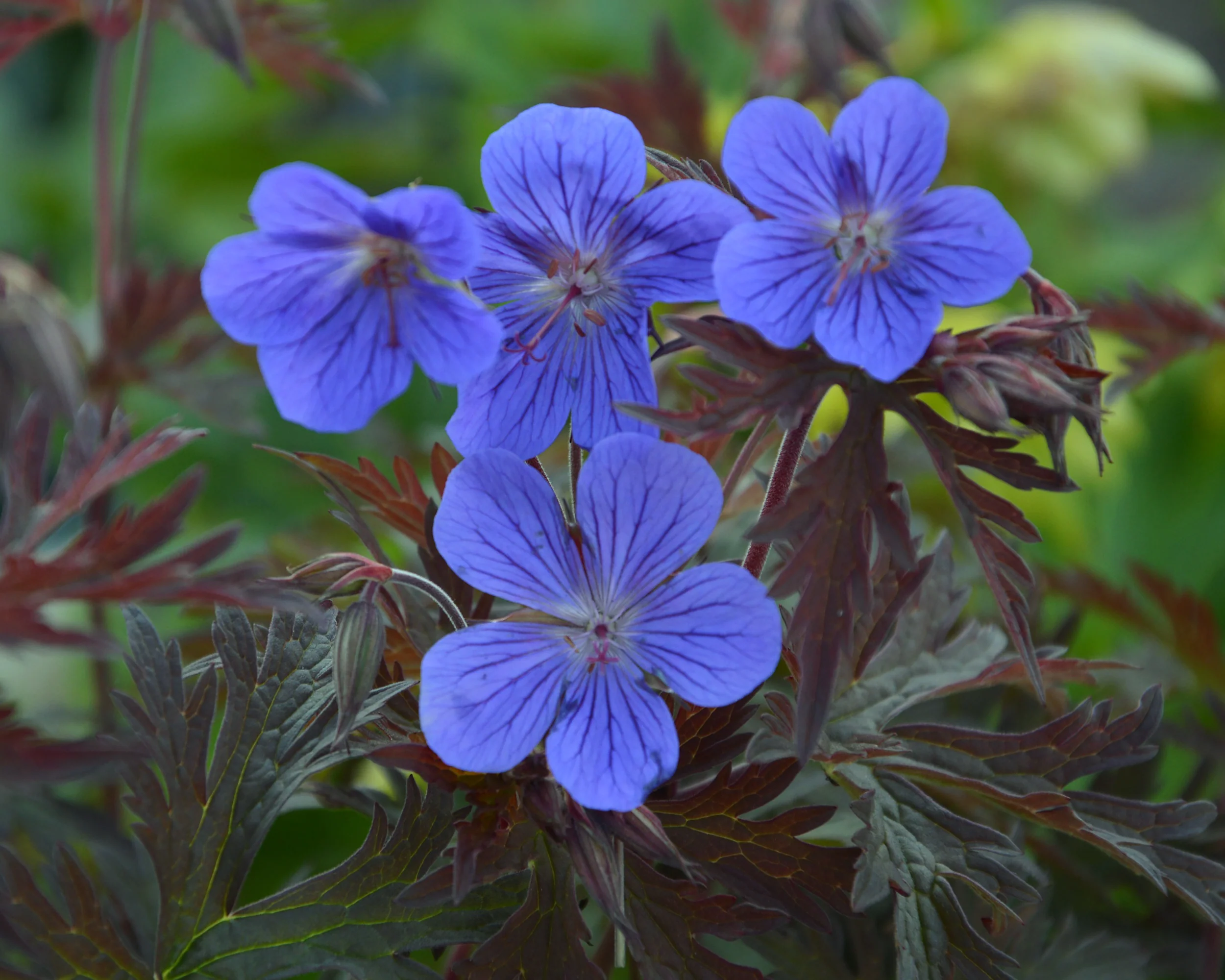 Geranium 'Kaya' - Image 2